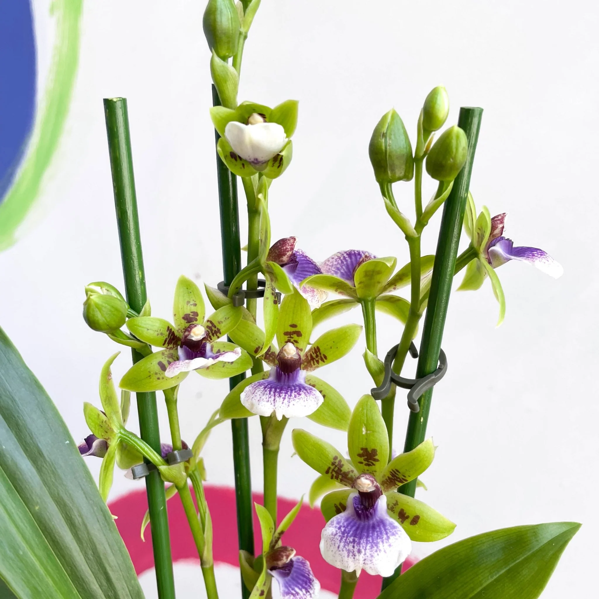 Zygopetalum sellowii - Zygo Orchid