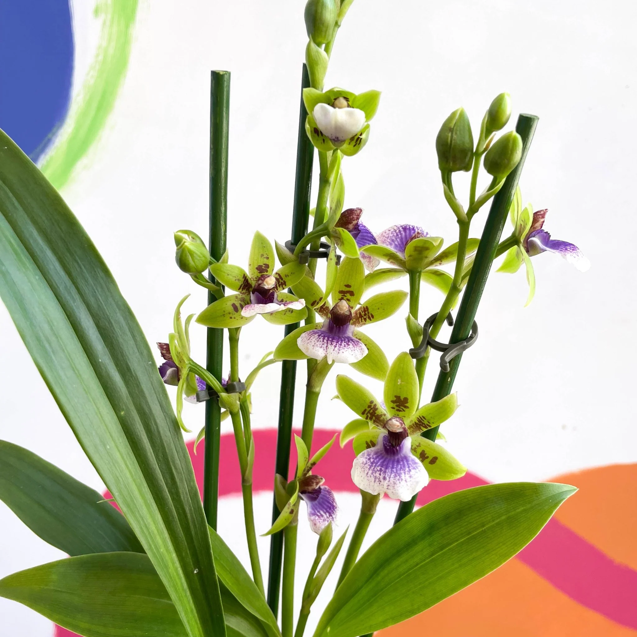 Zygopetalum sellowii - Zygo Orchid - Image 2