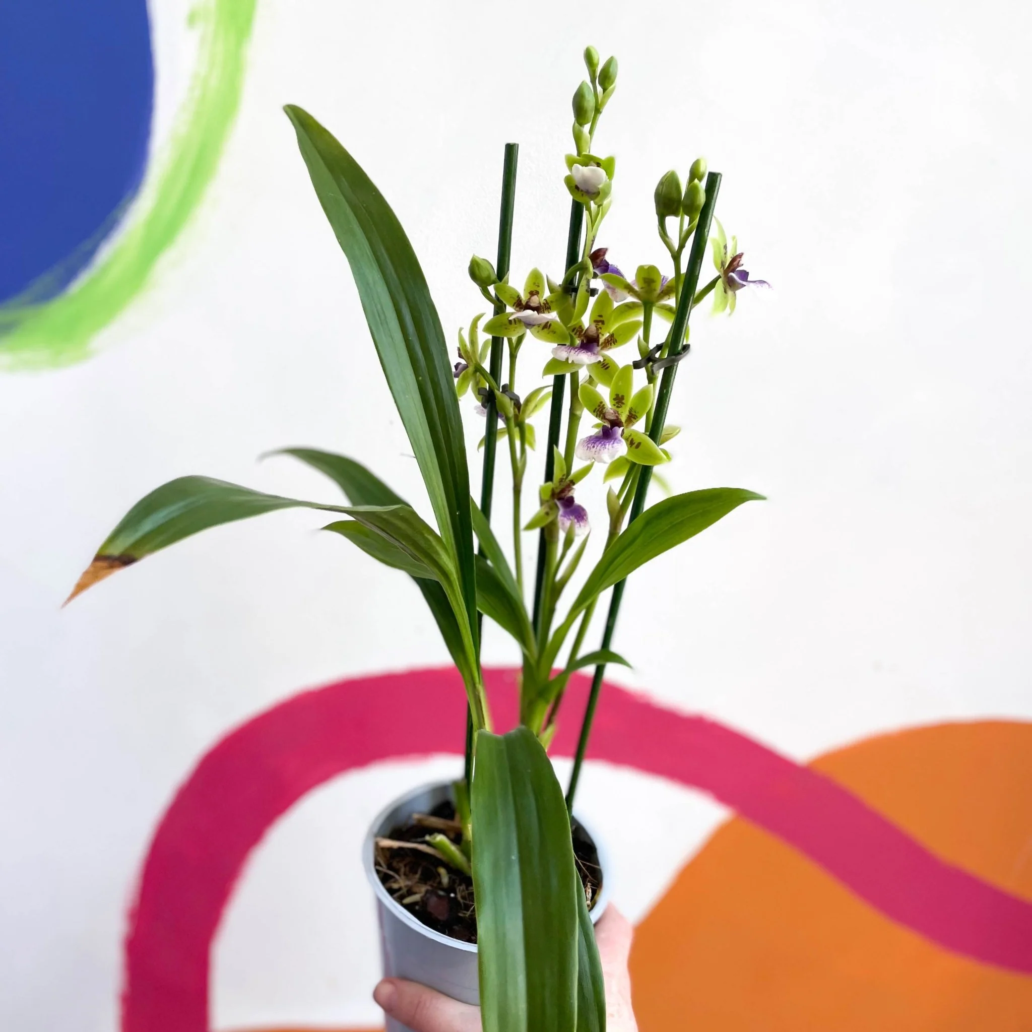Zygopetalum sellowii - Zygo Orchid - Image 3