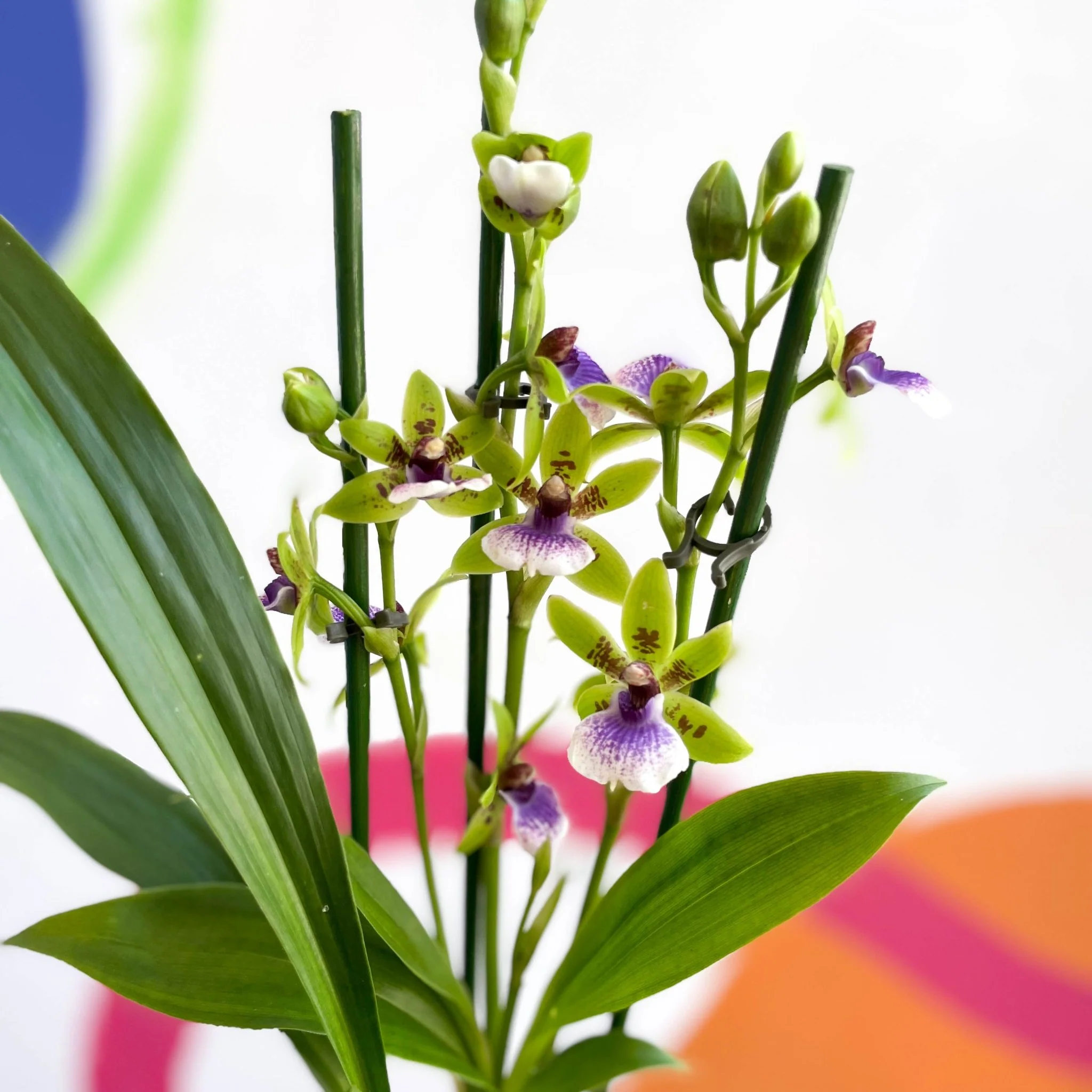 Zygopetalum sellowii - Zygo Orchid - Image 4