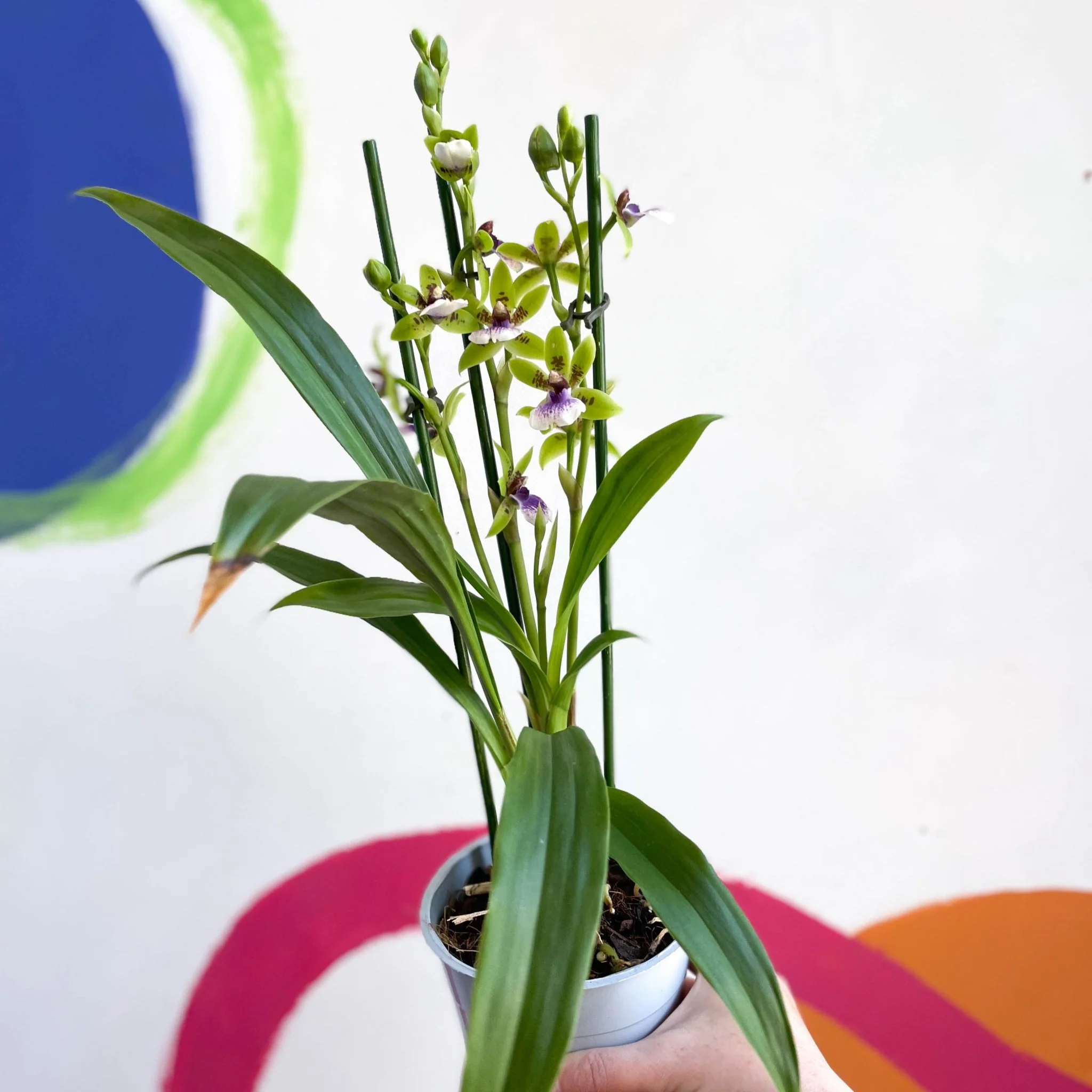 Zygopetalum sellowii - Zygo Orchid - Image 5