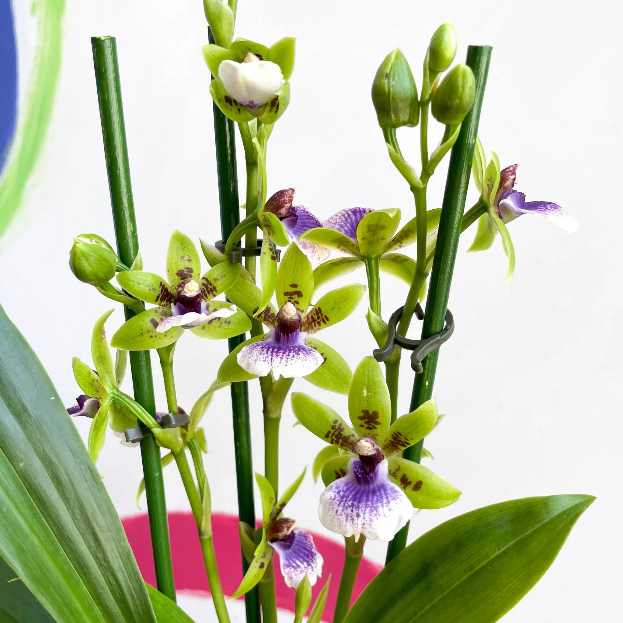 Zygopetalum sellowii - Zygo Orchid - Image 6