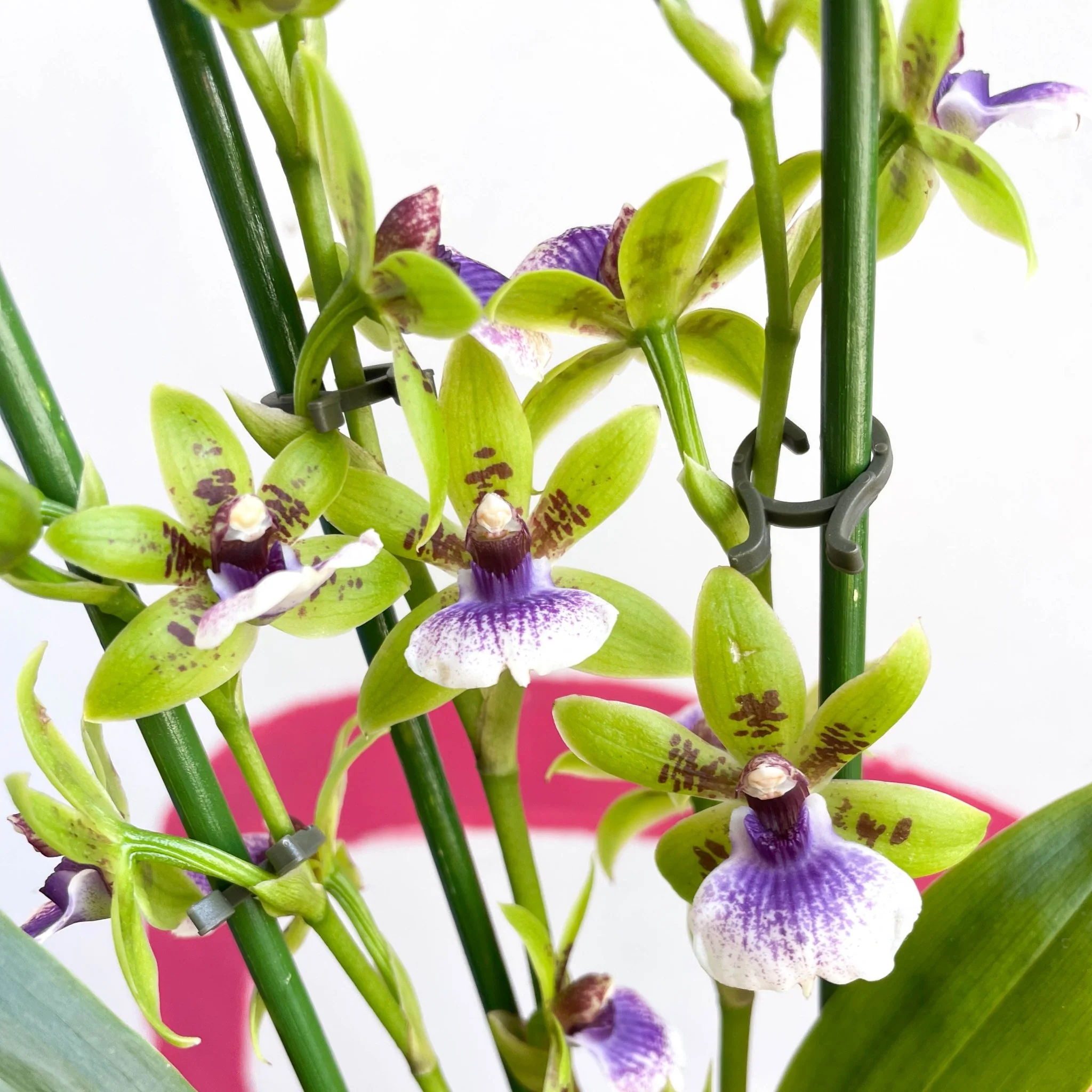 Zygopetalum sellowii - Zygo Orchid - Image 7