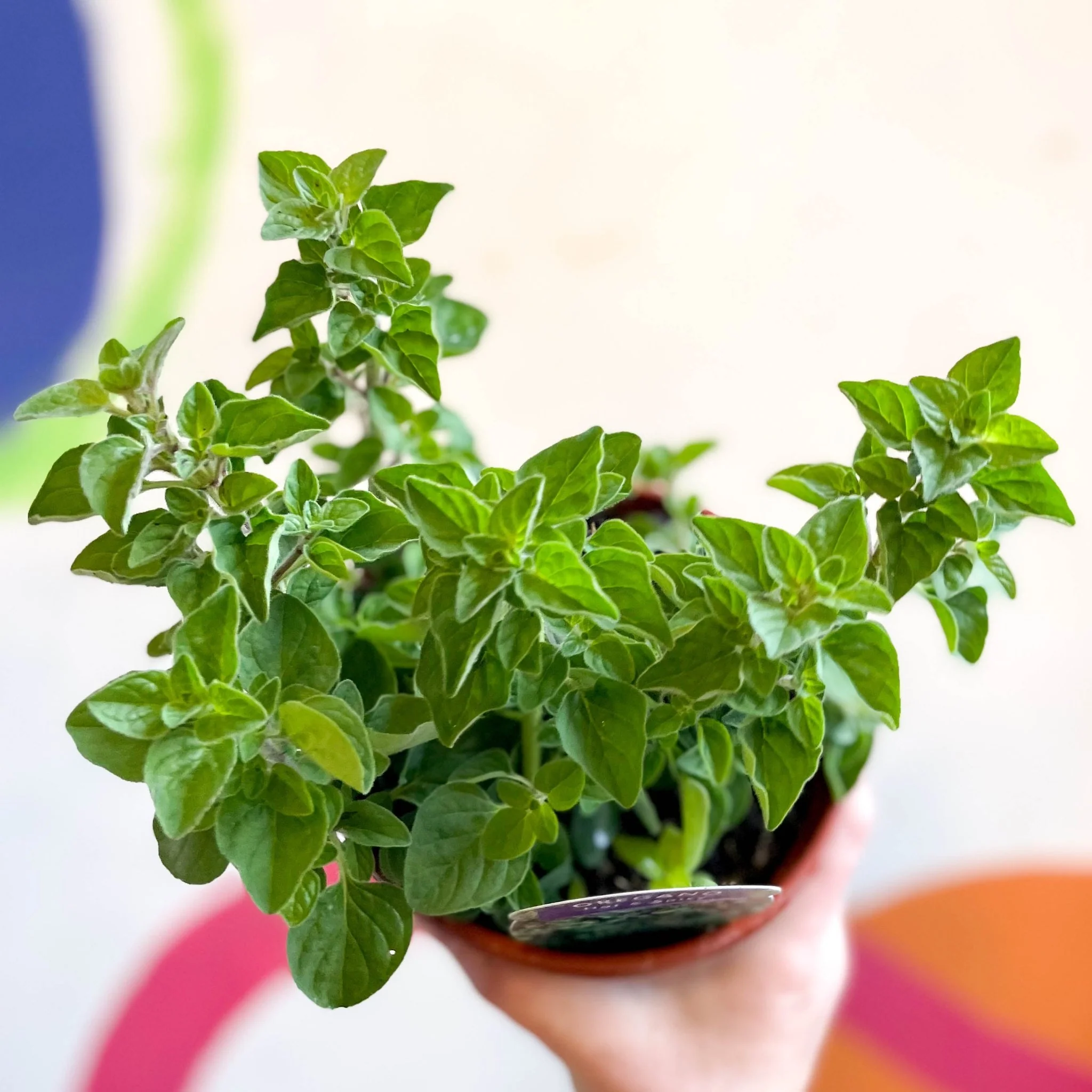 Oregano - Origanum vulgare 'Hot & Spicy' - British Grown Culinary Herbs