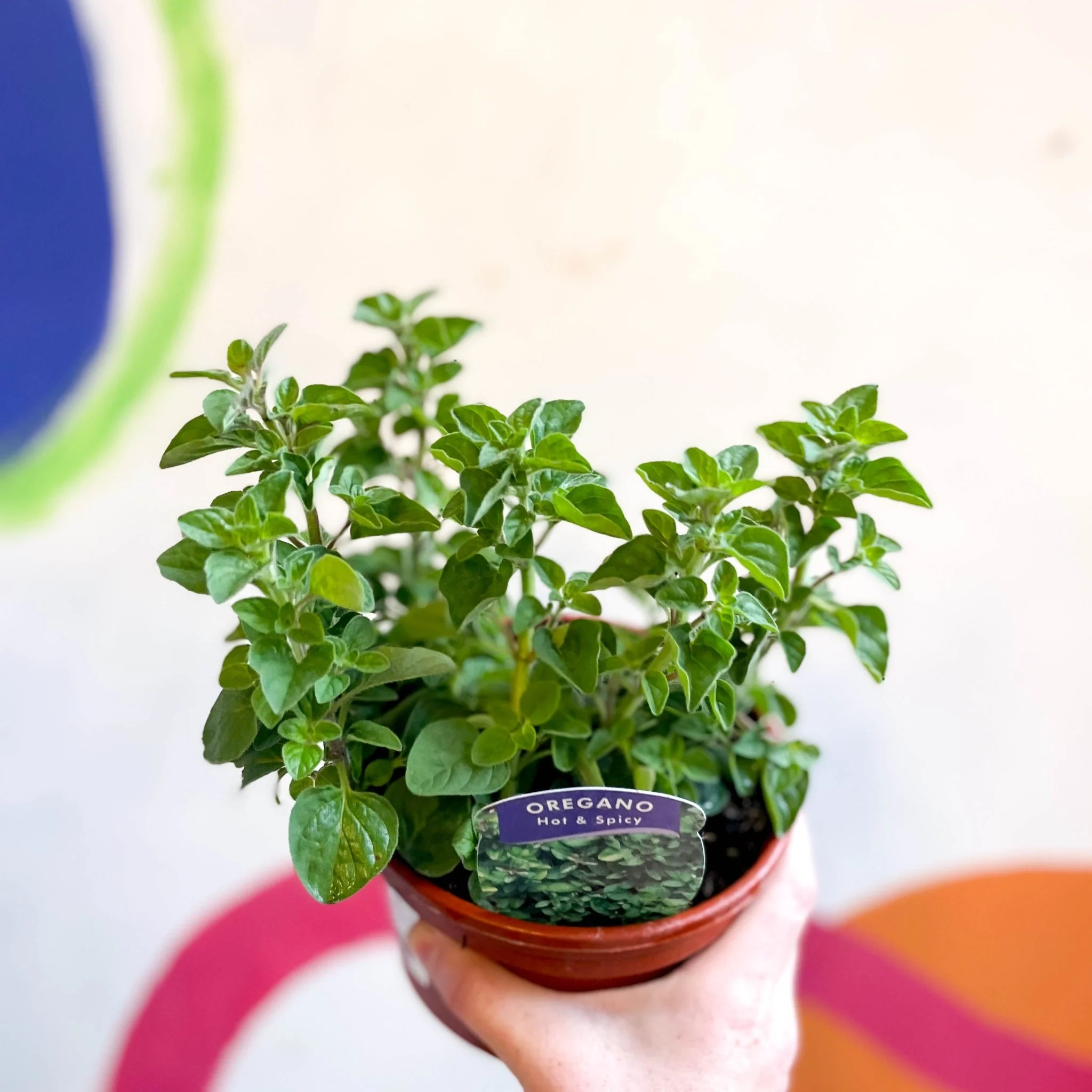 Oregano - Origanum vulgare 'Hot & Spicy' - British Grown Culinary Herbs - Image 2