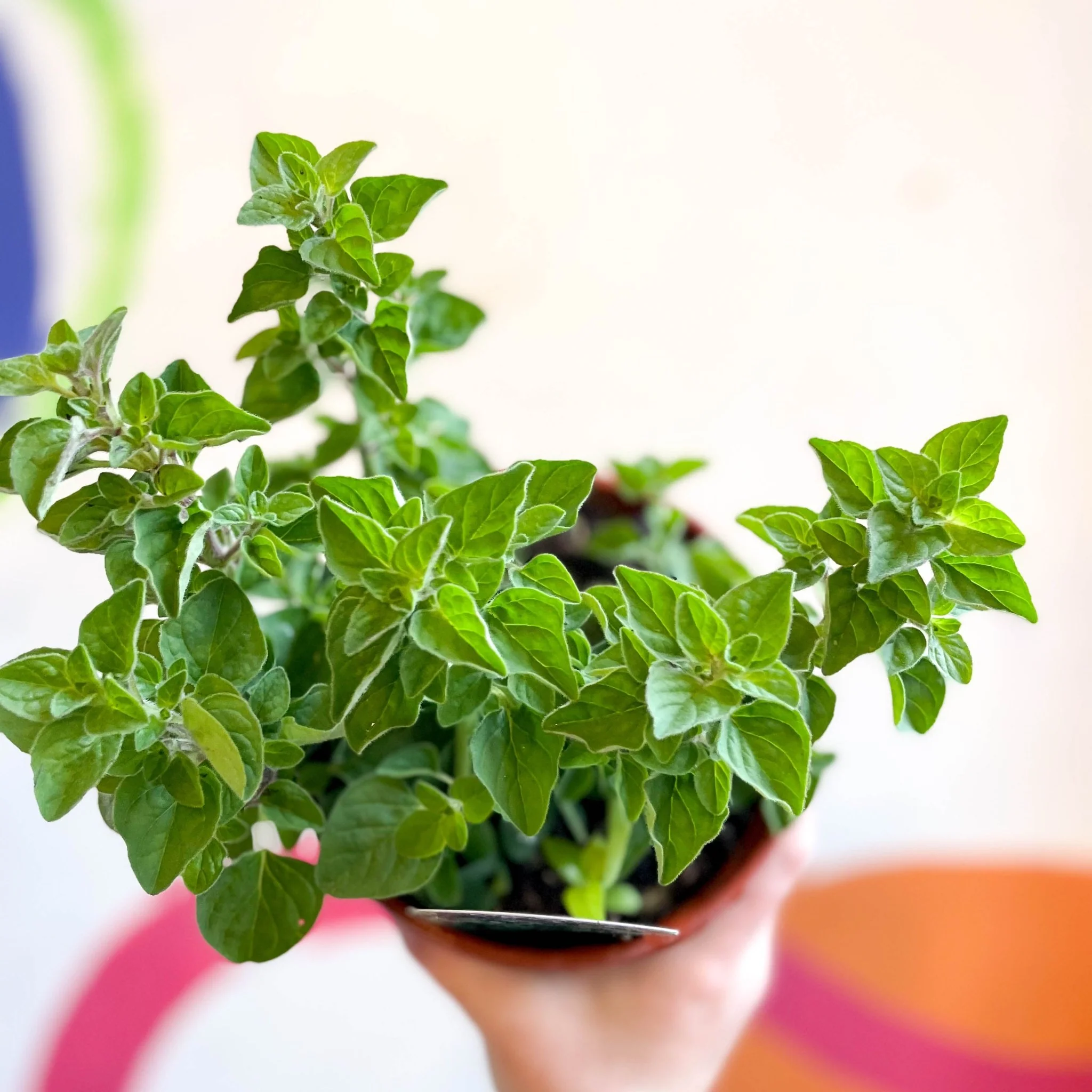 Oregano - Origanum vulgare 'Hot & Spicy' - British Grown Culinary Herbs - Image 3