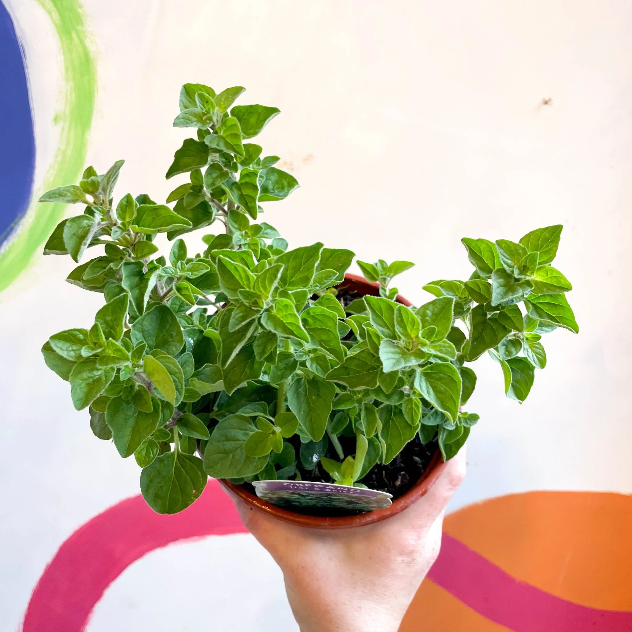 Oregano - Origanum vulgare 'Hot & Spicy' - British Grown Culinary Herbs - Image 4