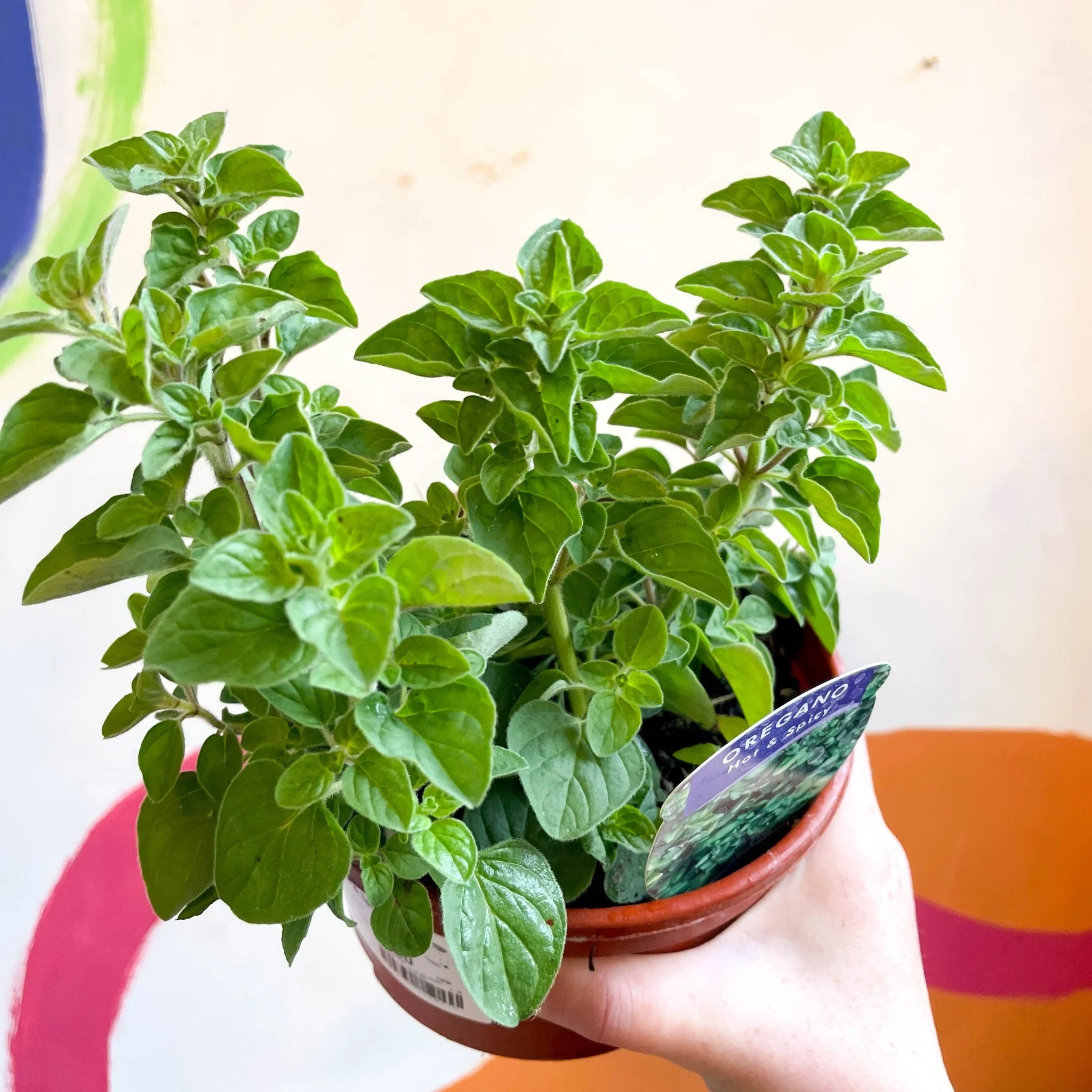 Oregano - Origanum vulgare 'Hot & Spicy' - British Grown Culinary Herbs - Image 5