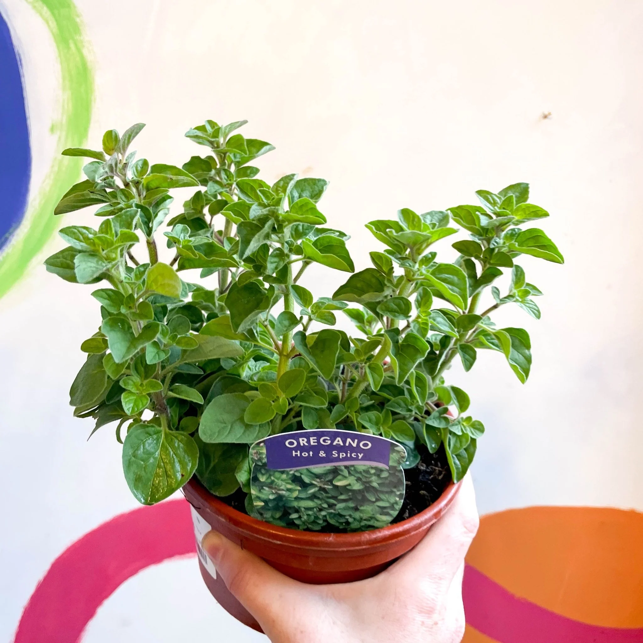 Oregano - Origanum vulgare 'Hot & Spicy' - British Grown Culinary Herbs - Image 6