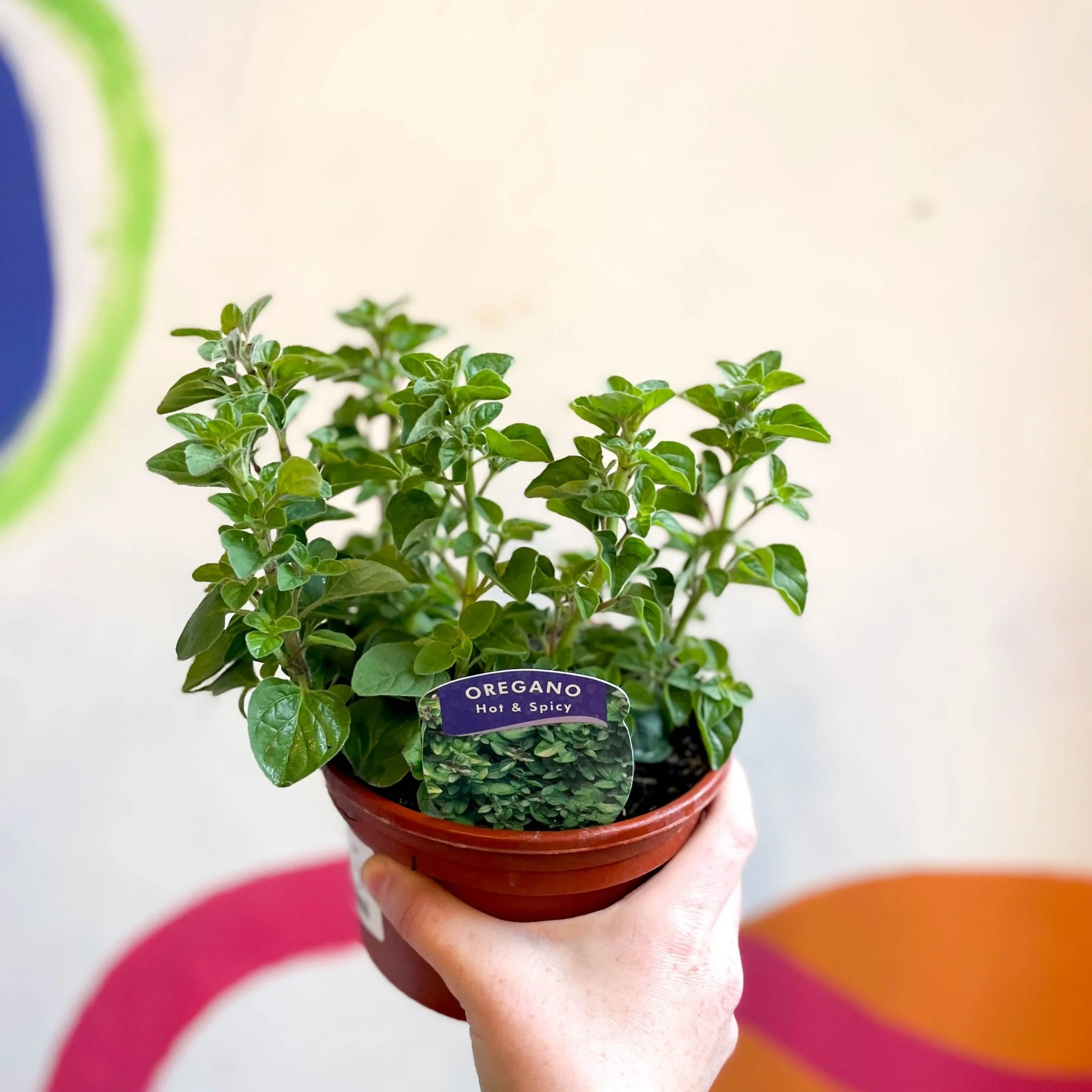 Oregano - Origanum vulgare 'Hot & Spicy' - British Grown Culinary Herbs - Image 7