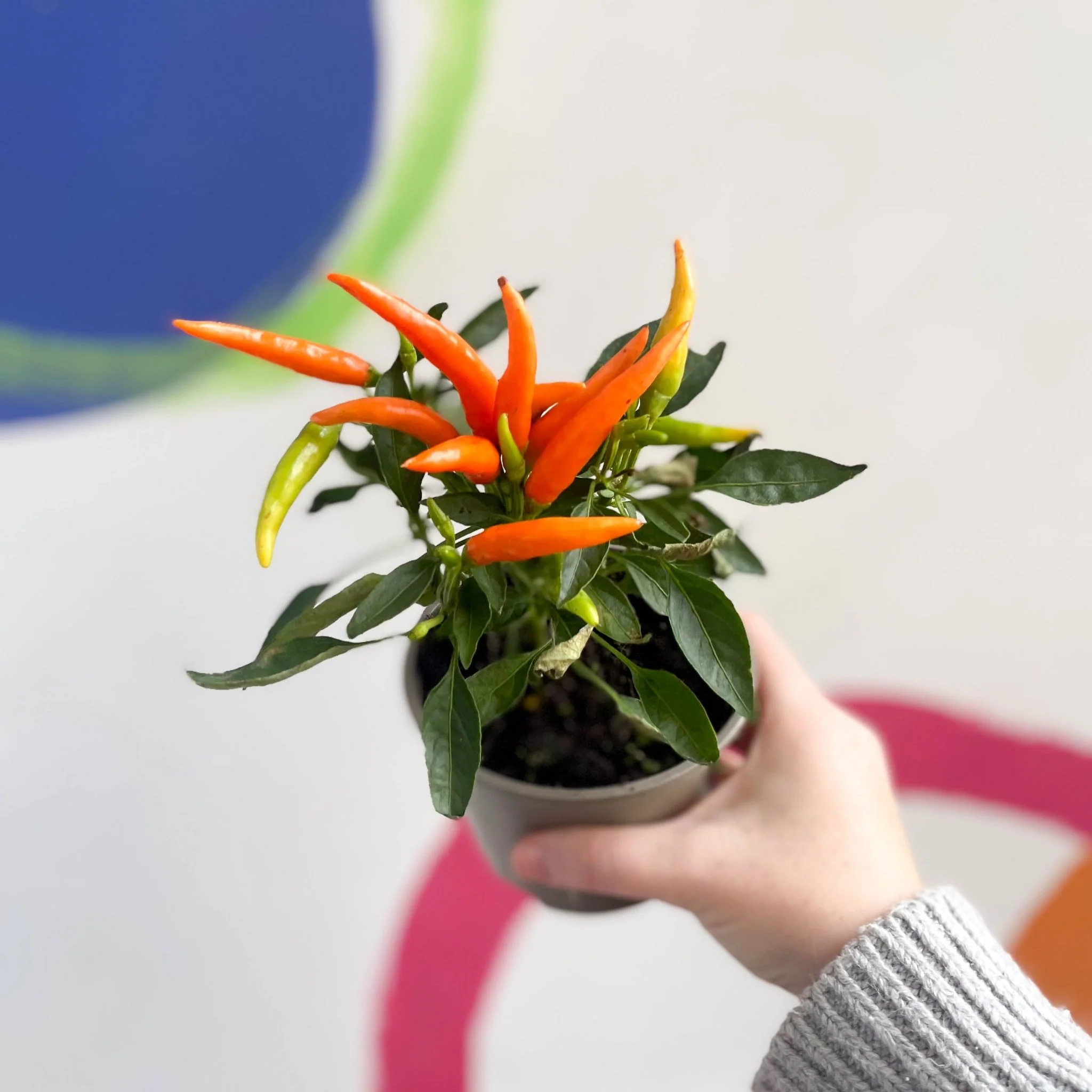 Ornamental Chilli - Capsicum annuum - British Grown