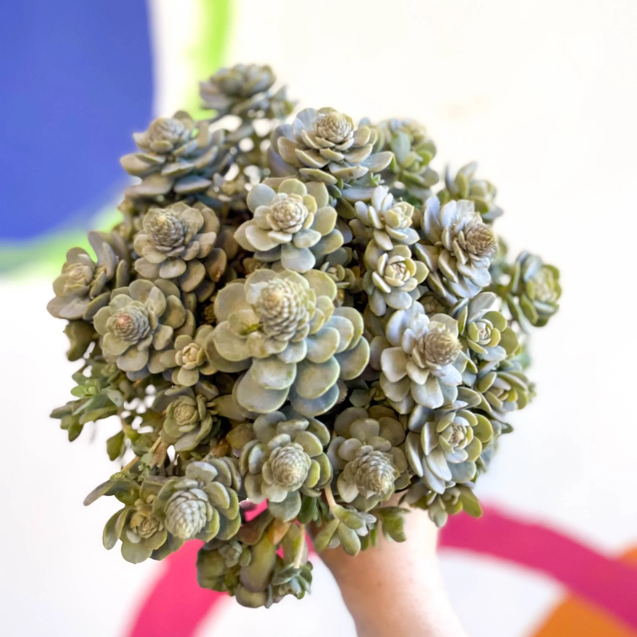 Orostachys furusei - Japanese Dunce Caps [Sedum]