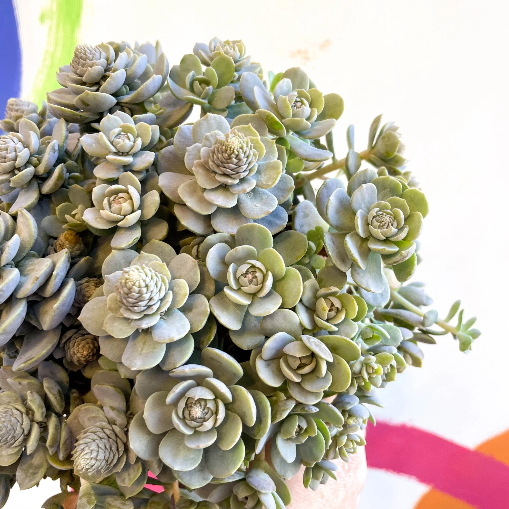 Orostachys furusei - Japanese Dunce Caps [Sedum] - Image 10