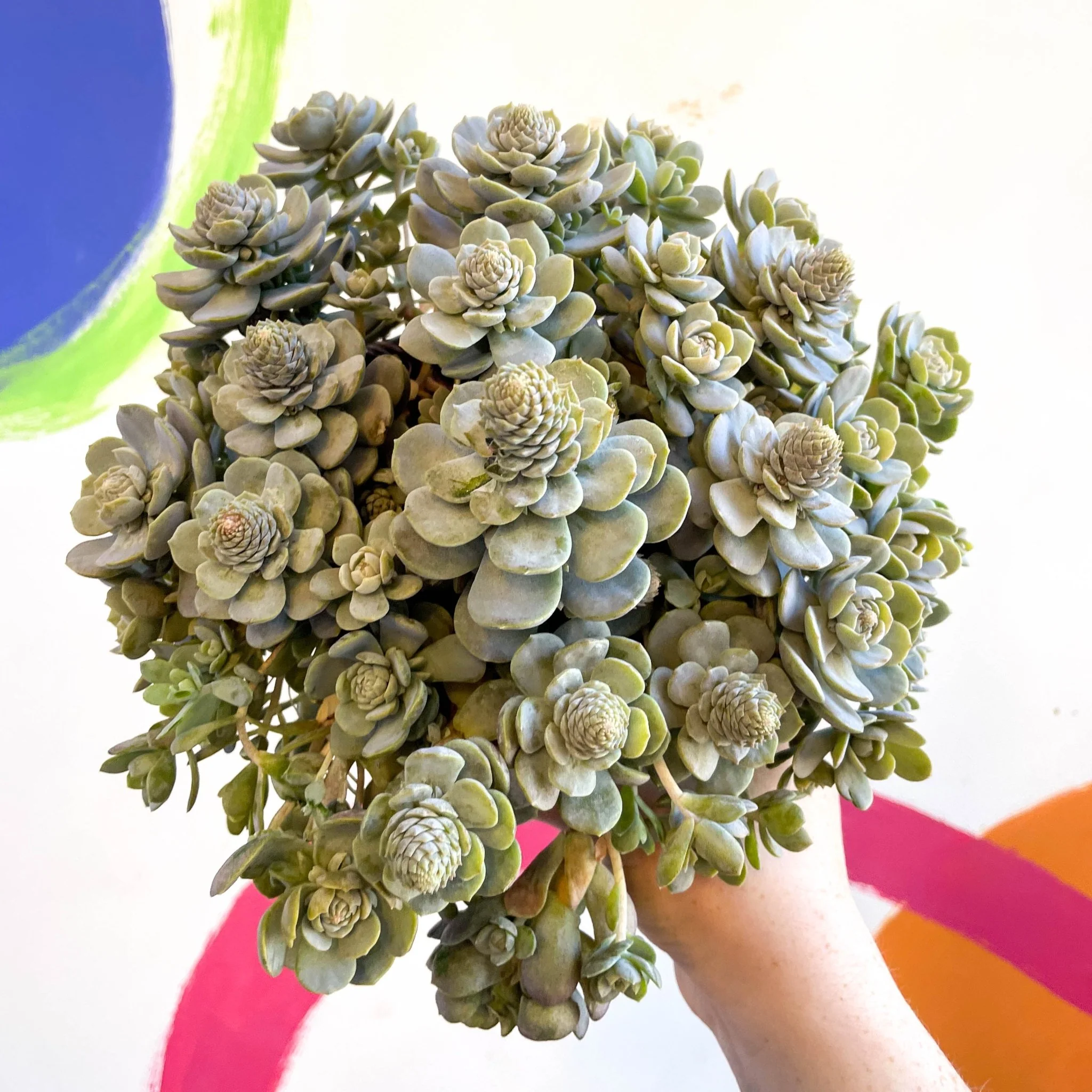 Orostachys furusei - Japanese Dunce Caps [Sedum] - Image 11