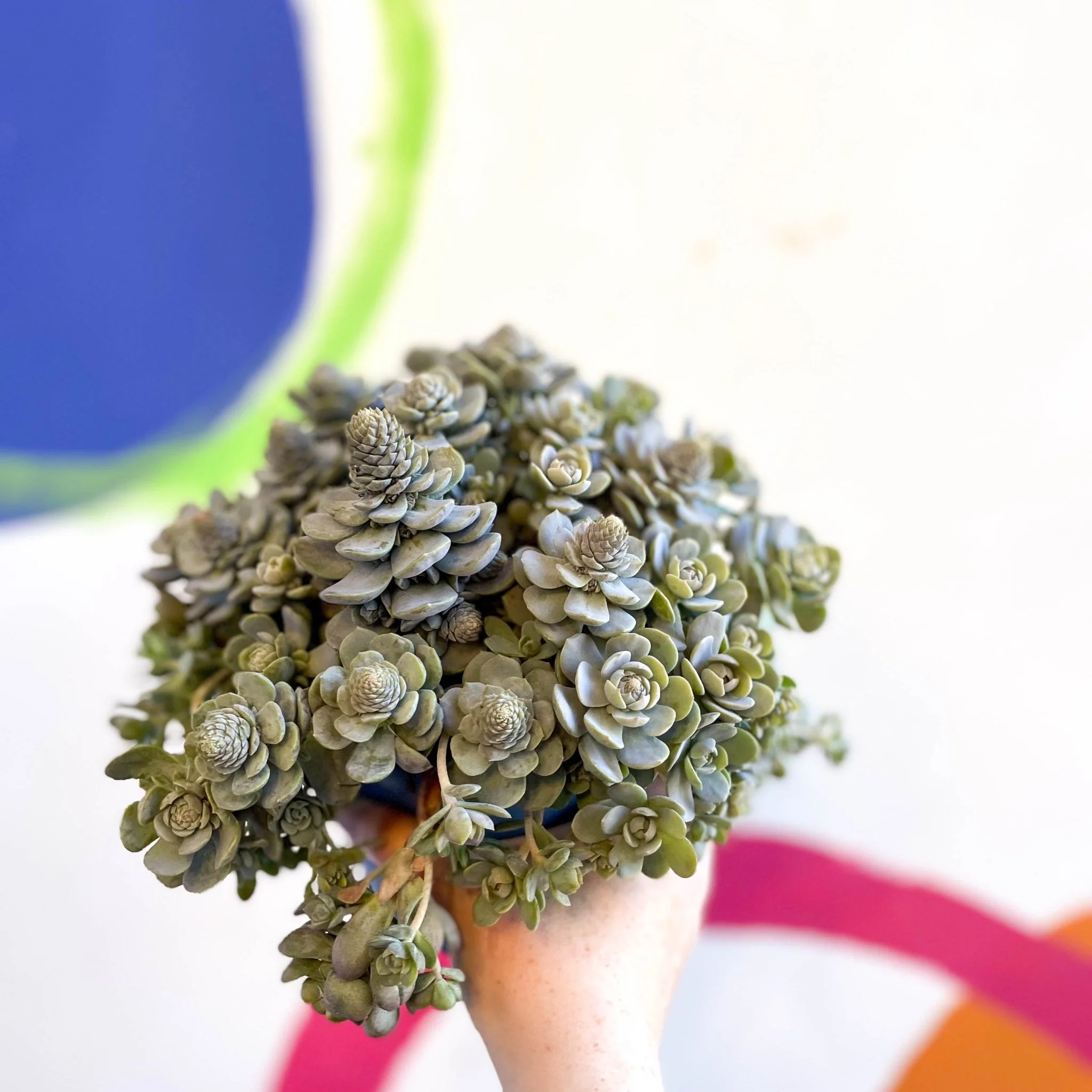 Orostachys furusei - Japanese Dunce Caps [Sedum] - Image 12