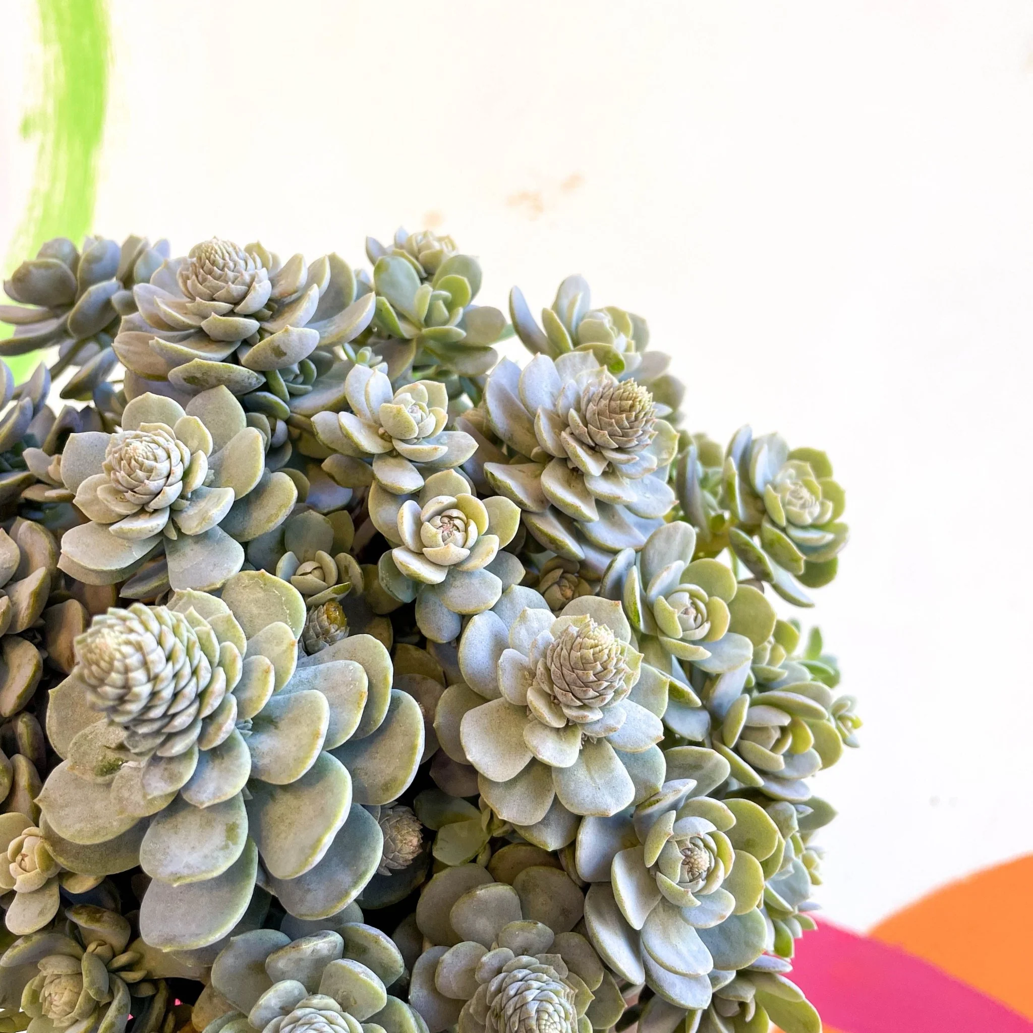 Orostachys furusei - Japanese Dunce Caps [Sedum] - Image 13
