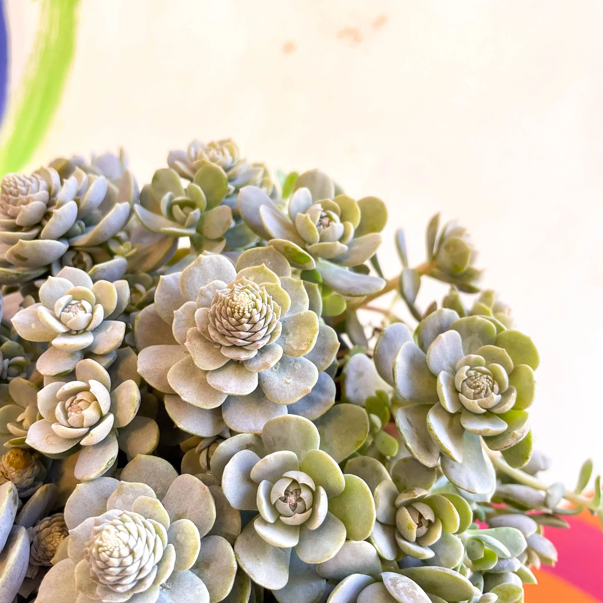Orostachys furusei - Japanese Dunce Caps [Sedum] - Image 14