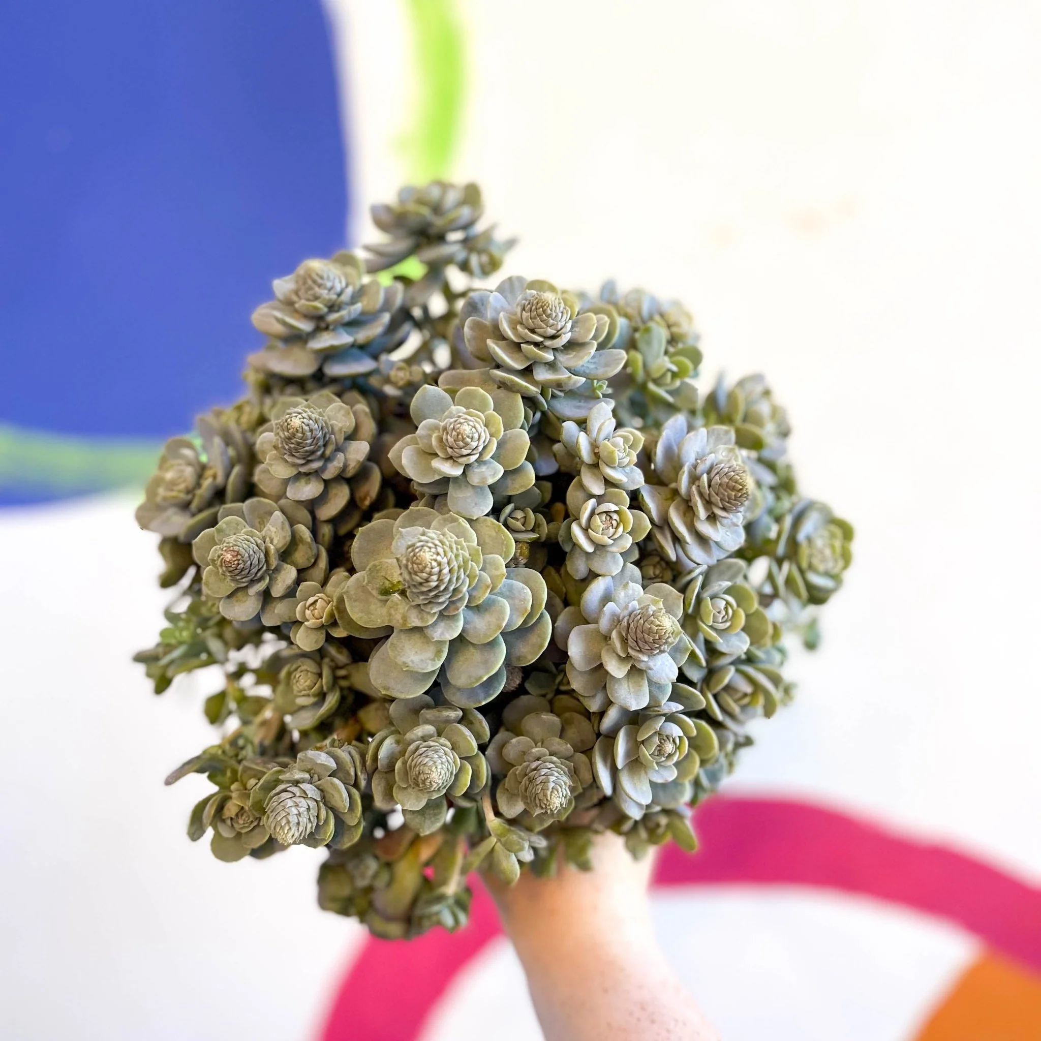 Orostachys furusei - Japanese Dunce Caps [Sedum] - Image 3