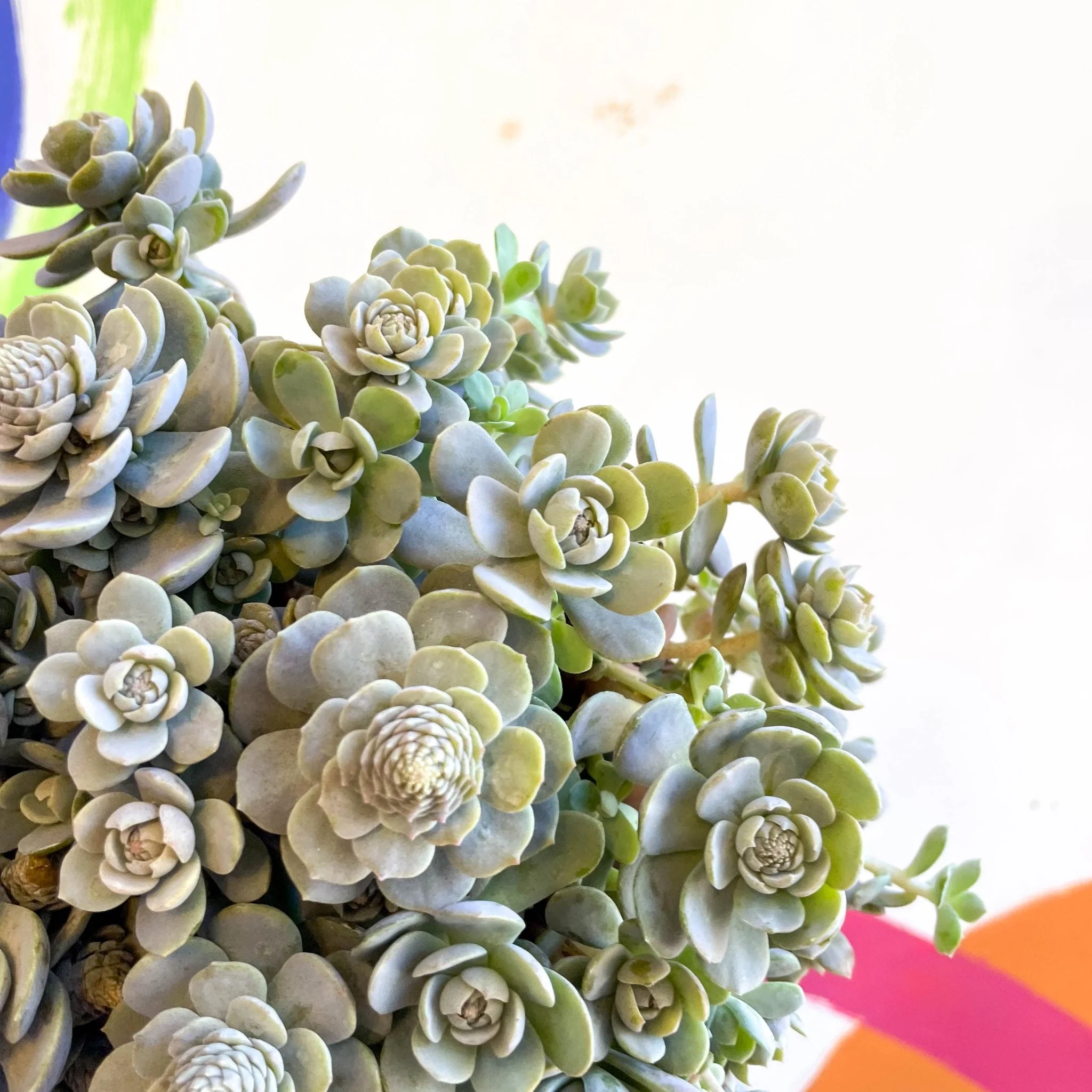 Orostachys furusei - Japanese Dunce Caps [Sedum] - Image 4