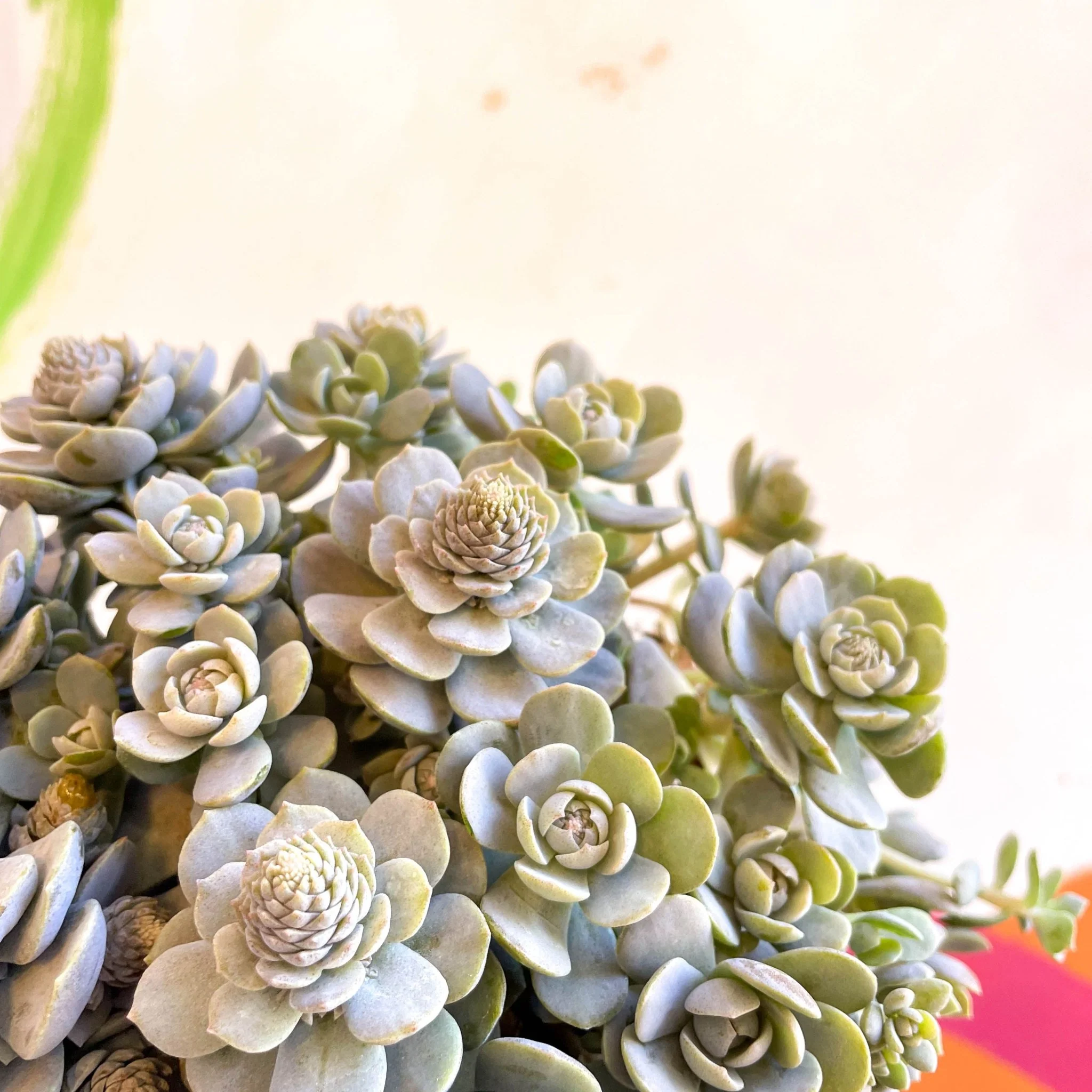 Orostachys furusei - Japanese Dunce Caps [Sedum] - Image 5