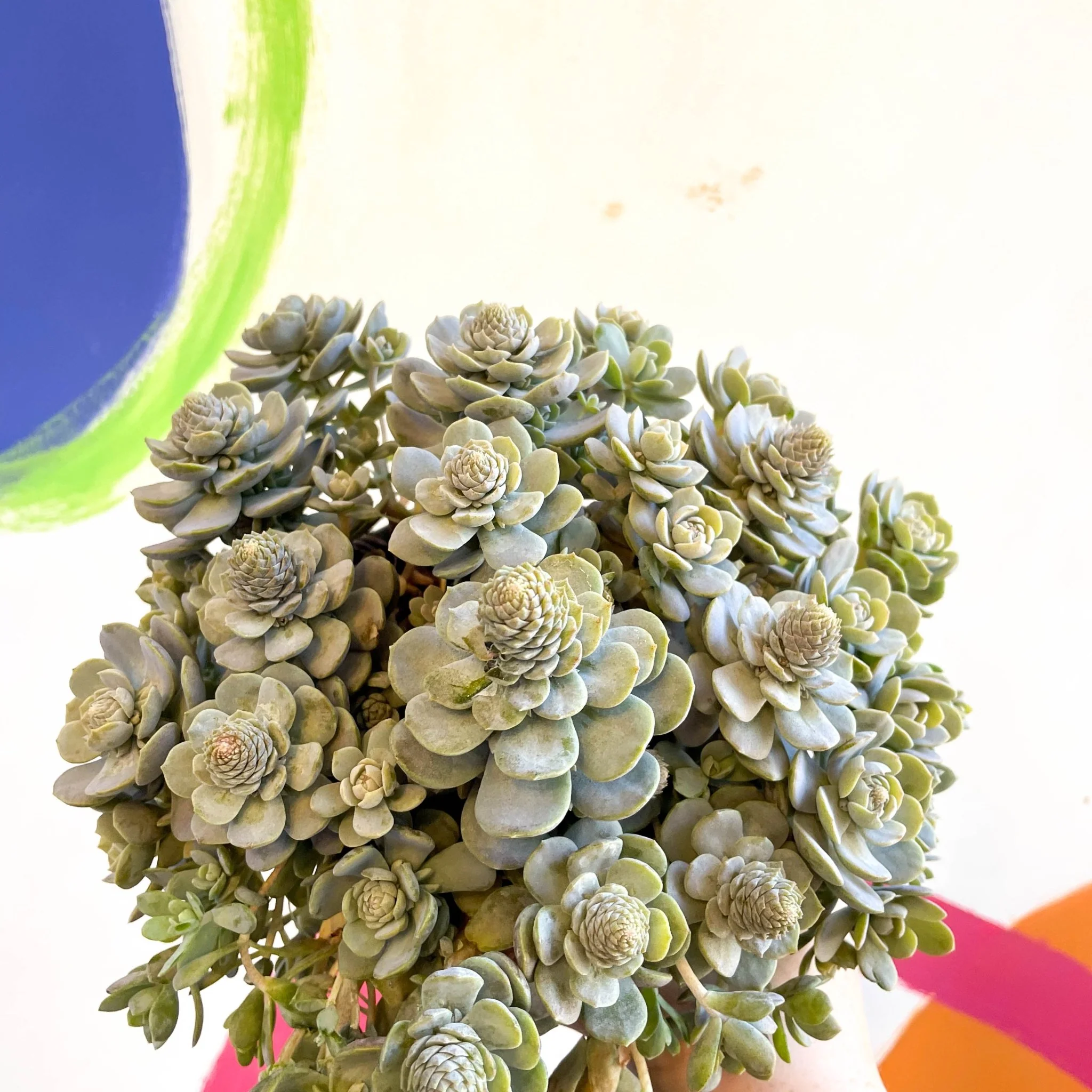 Orostachys furusei - Japanese Dunce Caps [Sedum] - Image 6