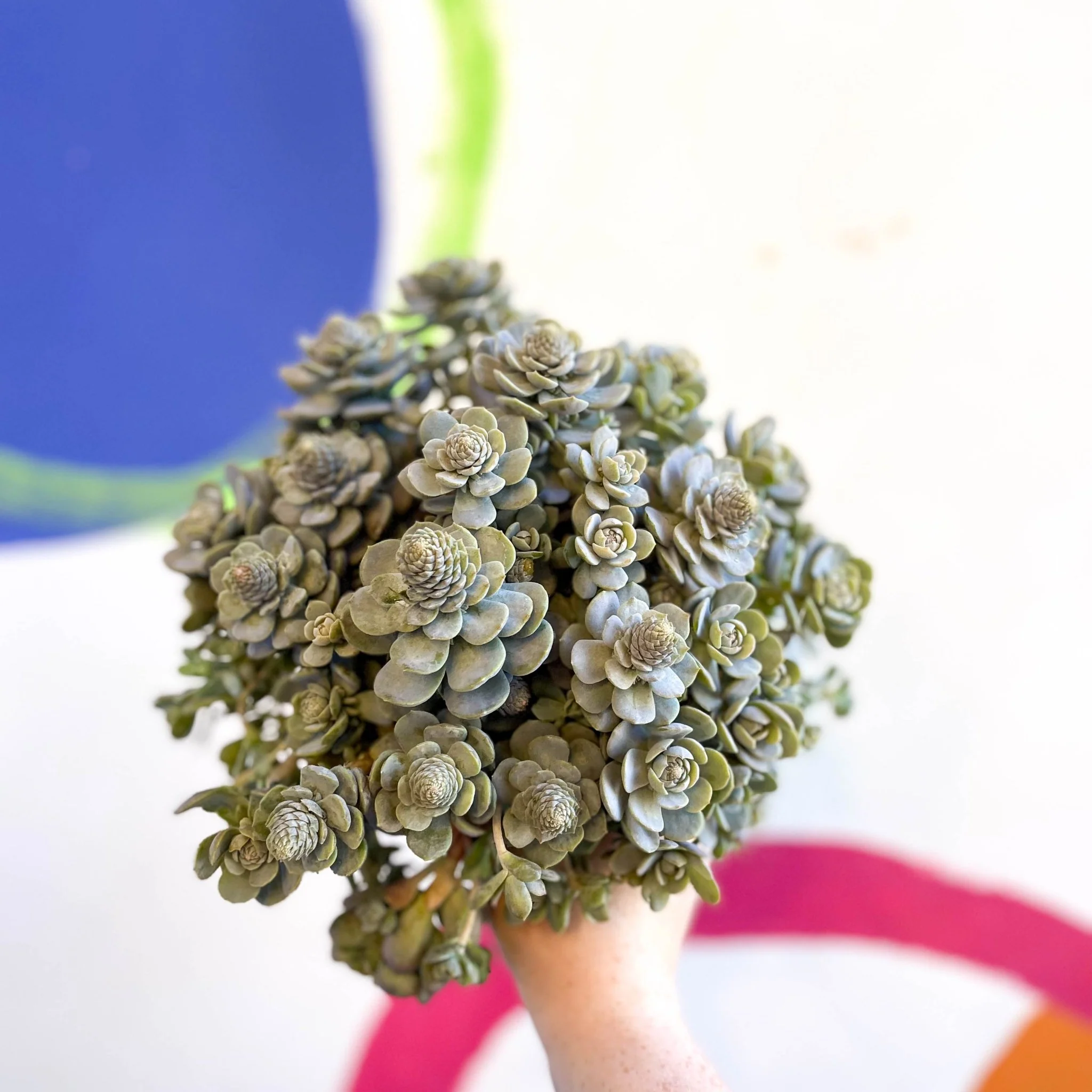 Orostachys furusei - Japanese Dunce Caps [Sedum] - Image 7