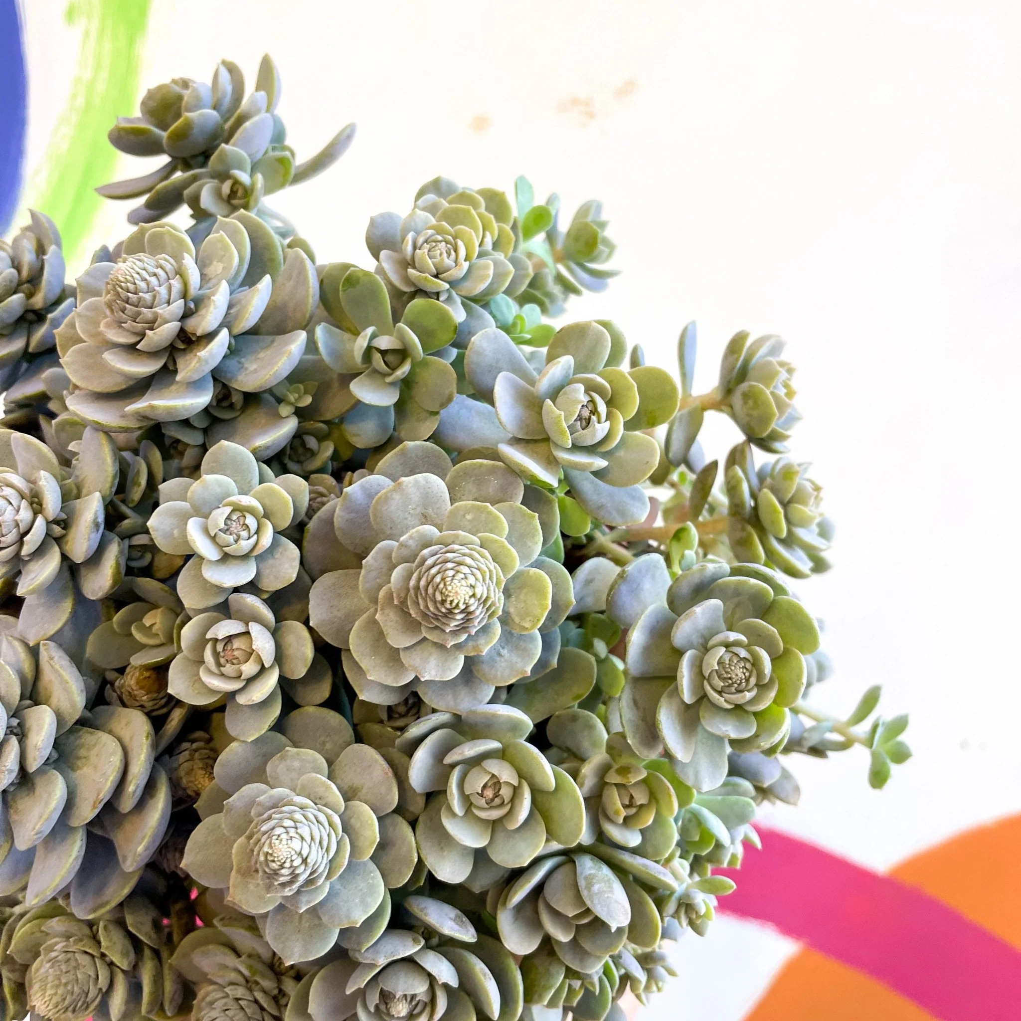 Orostachys furusei - Japanese Dunce Caps [Sedum] - Image 8
