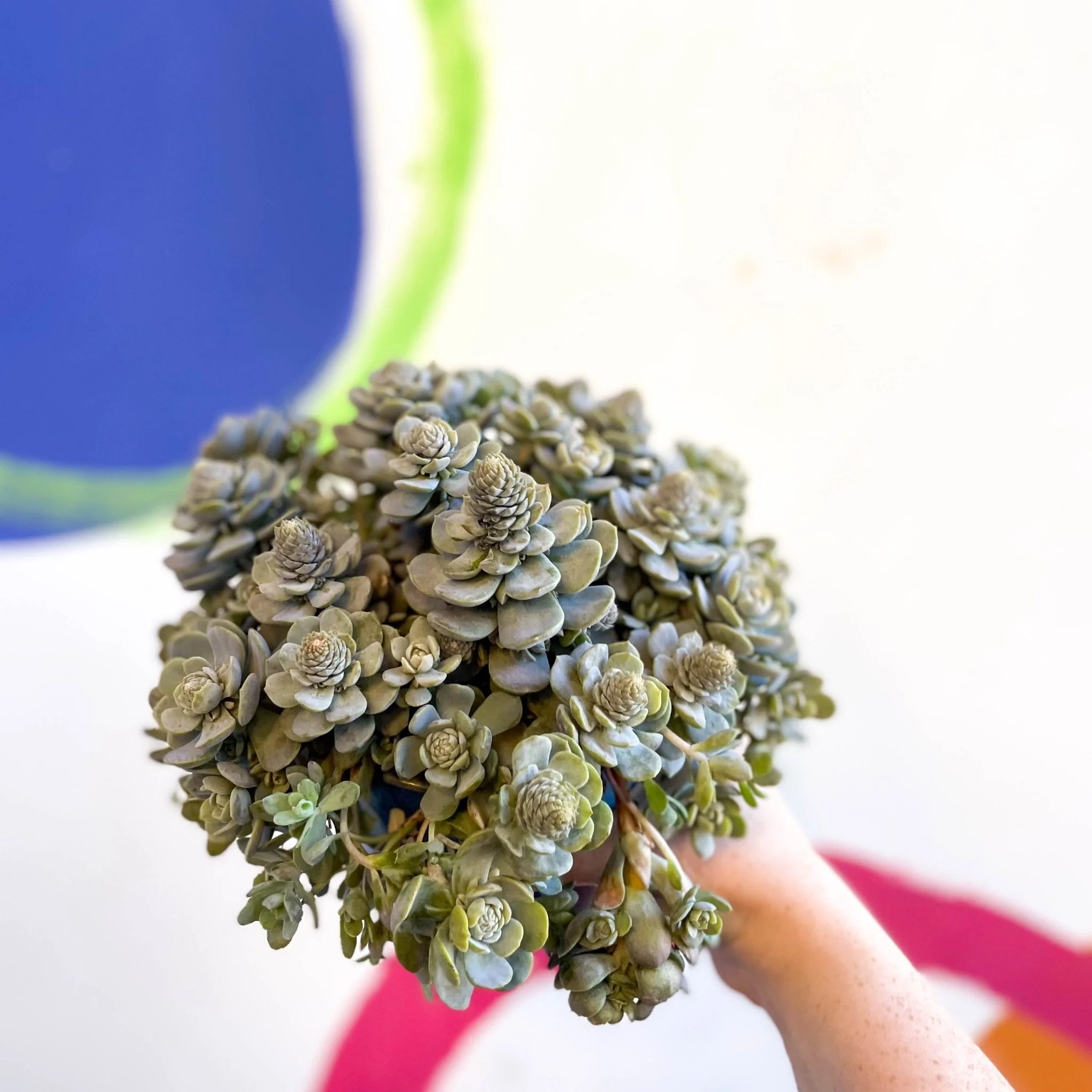 Orostachys furusei - Japanese Dunce Caps [Sedum] - Image 9