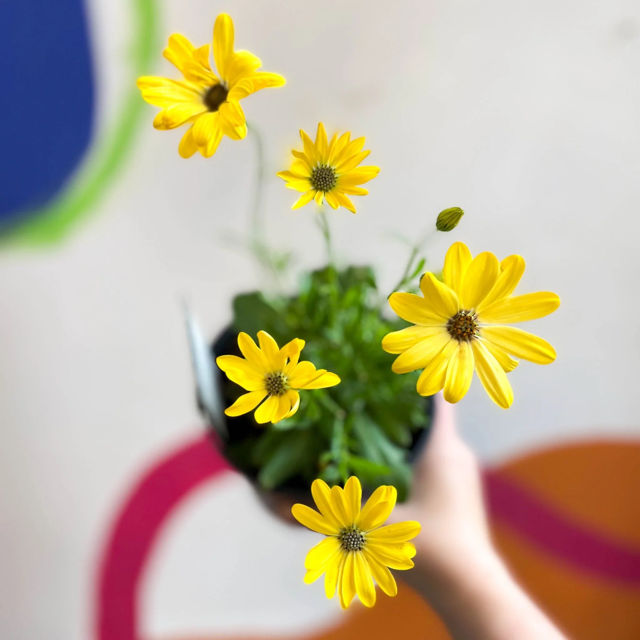 Osteospermum ecklonis 'Tradewinds Yellow Bicolor' - African Daisy - British Grown - Image 4