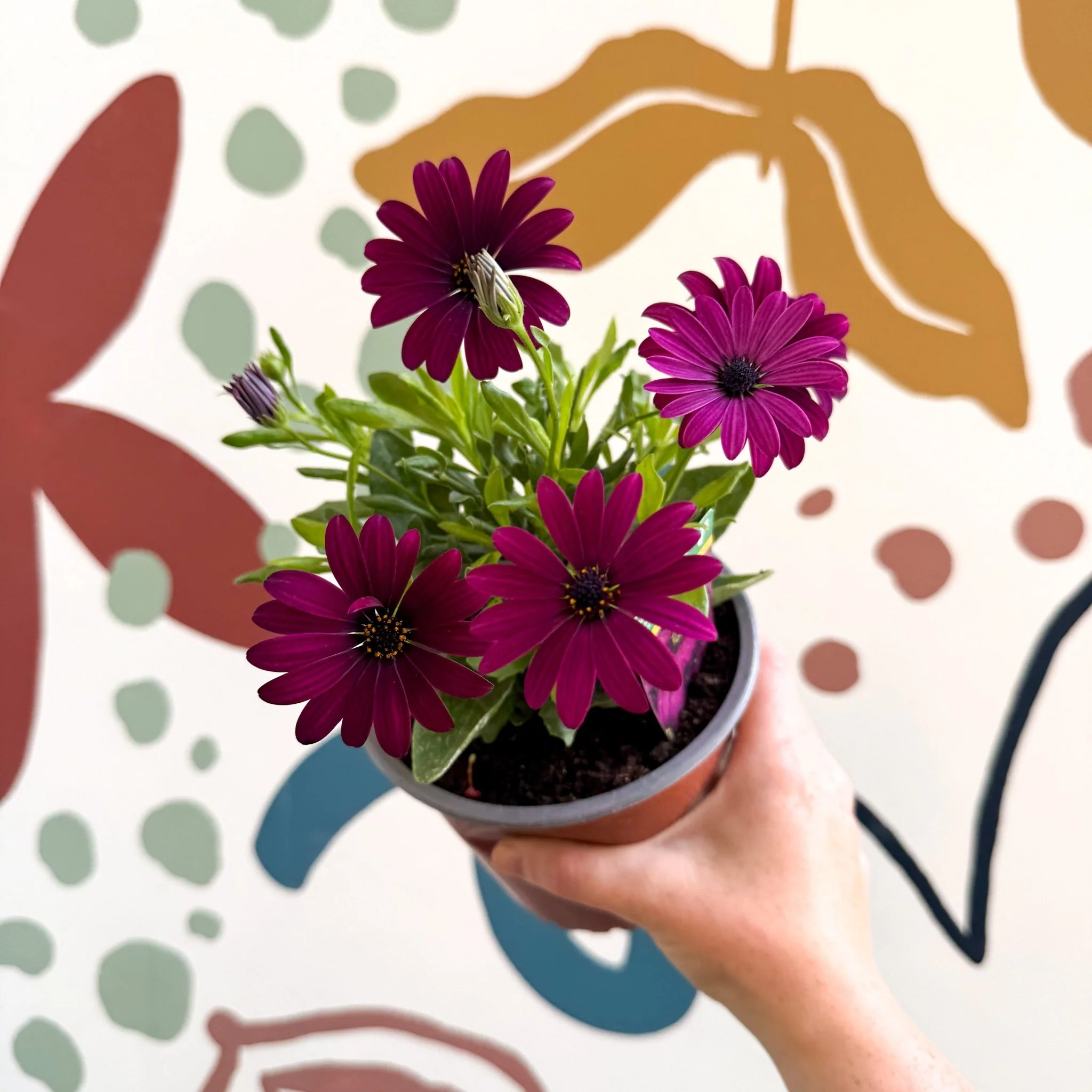 Osteospermum ‘Erato Purple’ - African Daisy - British Grown - Image 10