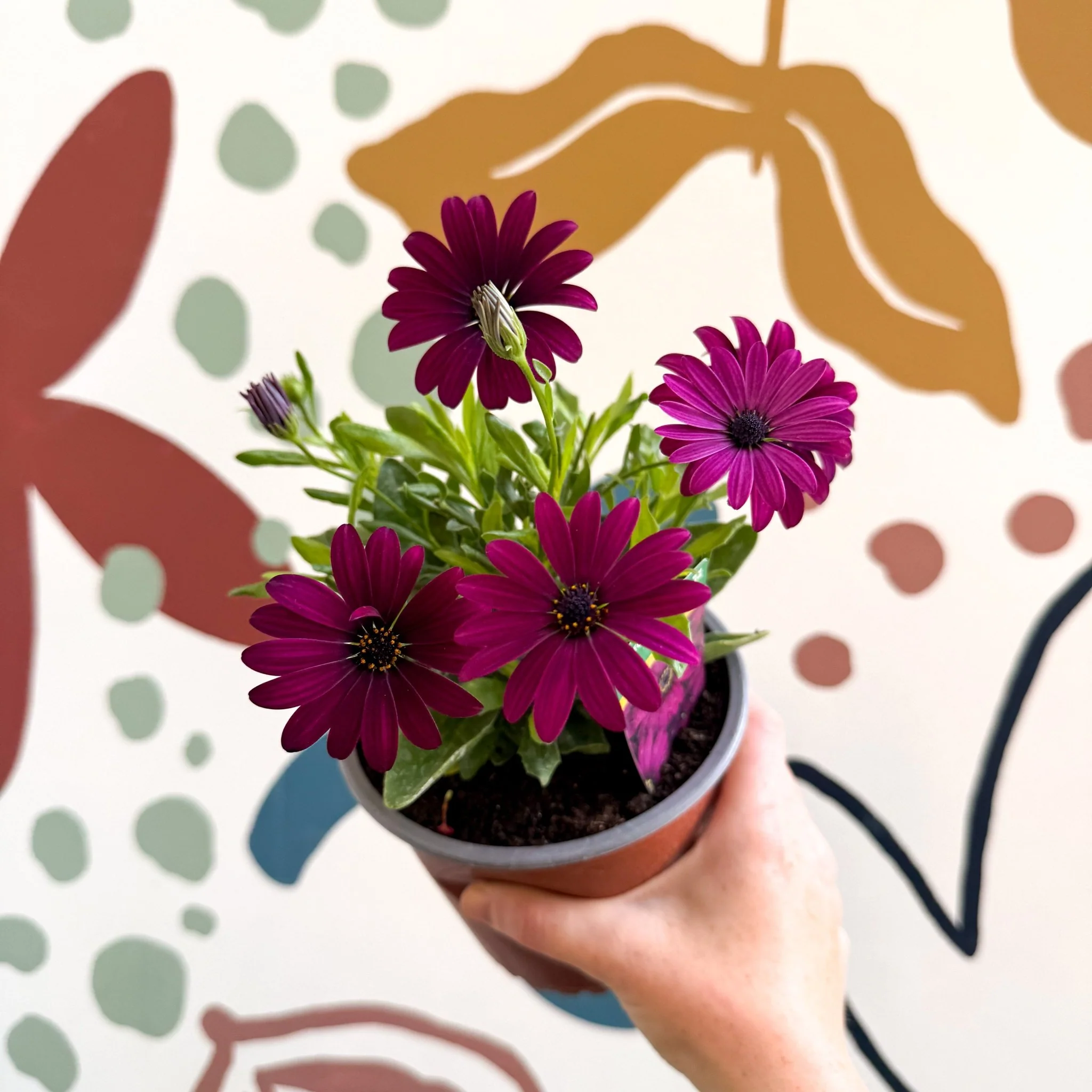 Osteospermum ‘Erato Purple’ - African Daisy - British Grown - Image 11