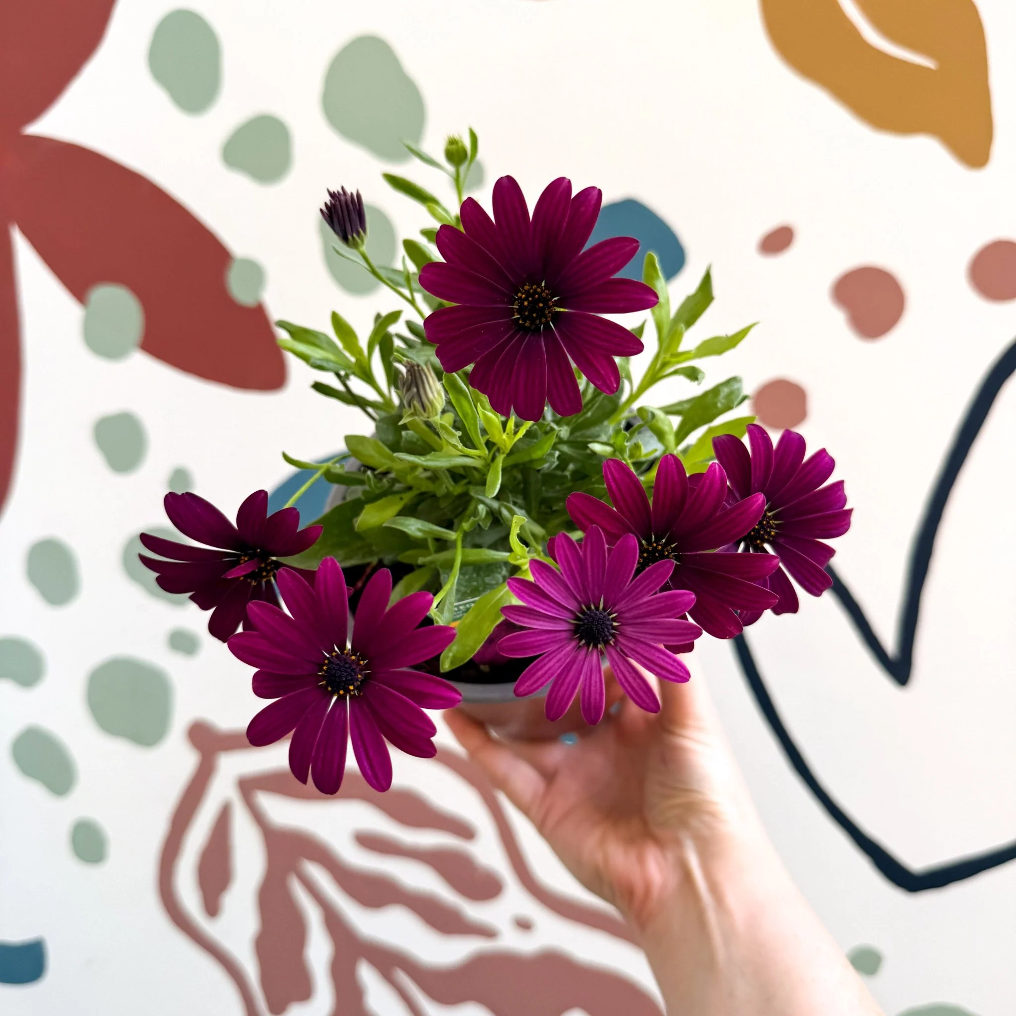 Osteospermum ‘Erato Purple’ - African Daisy - British Grown - Image 2