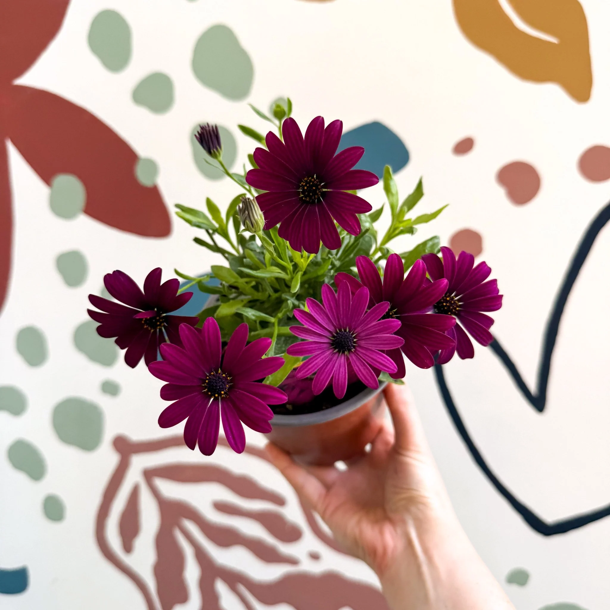 Osteospermum ‘Erato Purple’ - African Daisy - British Grown - Image 4