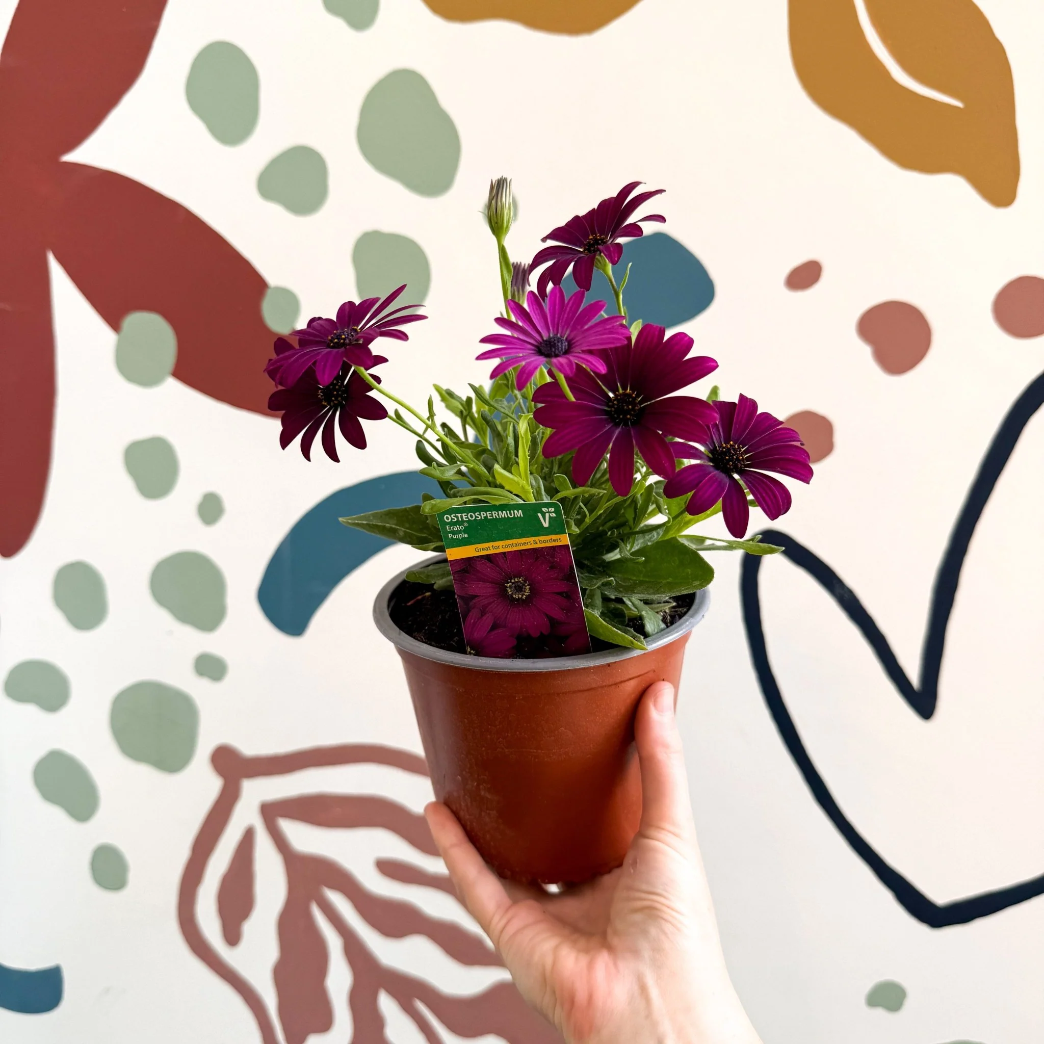 Osteospermum ‘Erato Purple’ - African Daisy - British Grown - Image 5