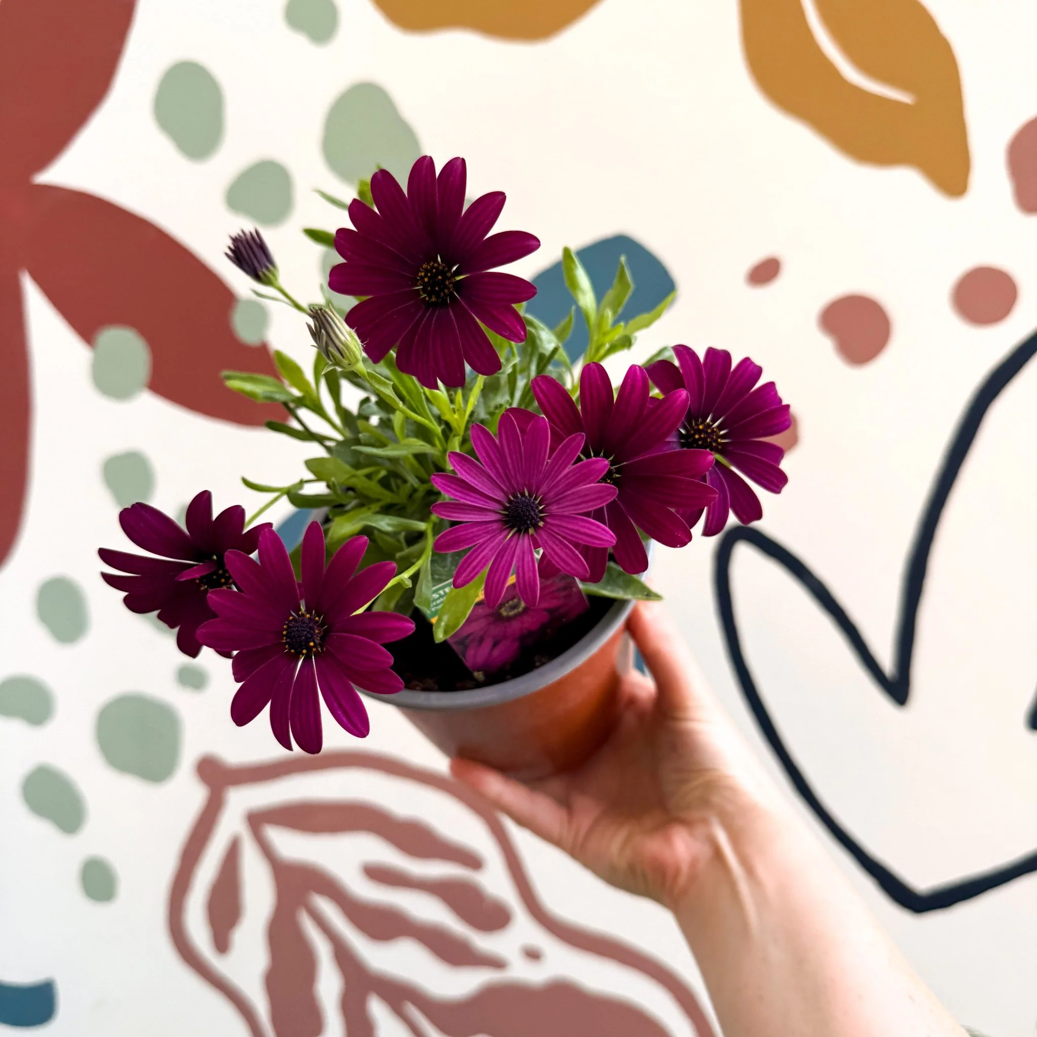 Osteospermum ‘Erato Purple’ - African Daisy - British Grown - Image 7
