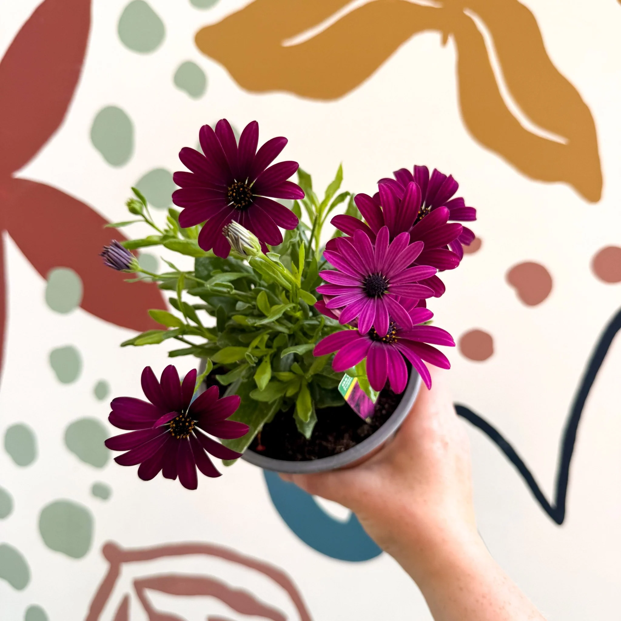 Osteospermum ‘Erato Purple’ - African Daisy - British Grown - Image 8