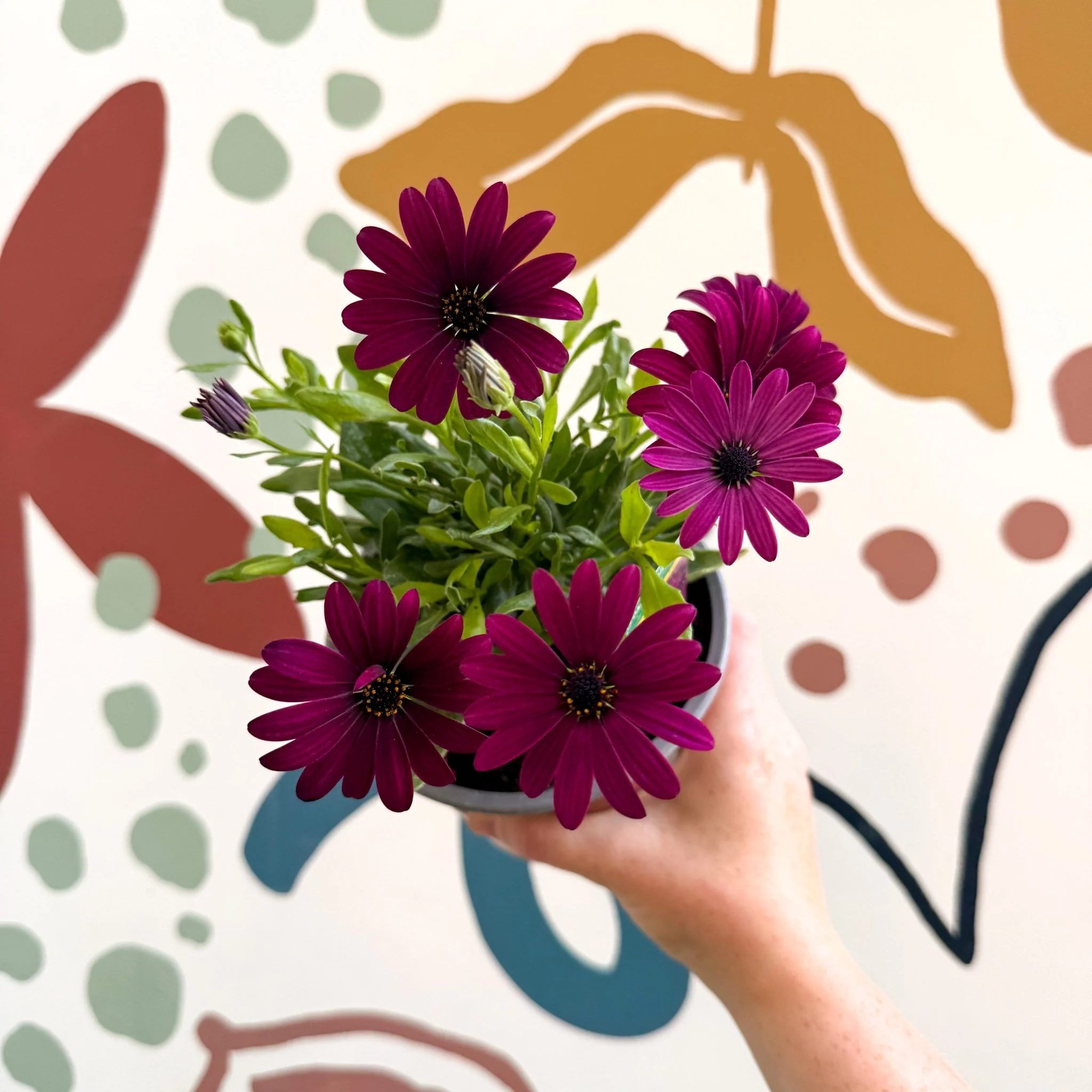 Osteospermum ‘Erato Purple’ - African Daisy - British Grown - Image 9