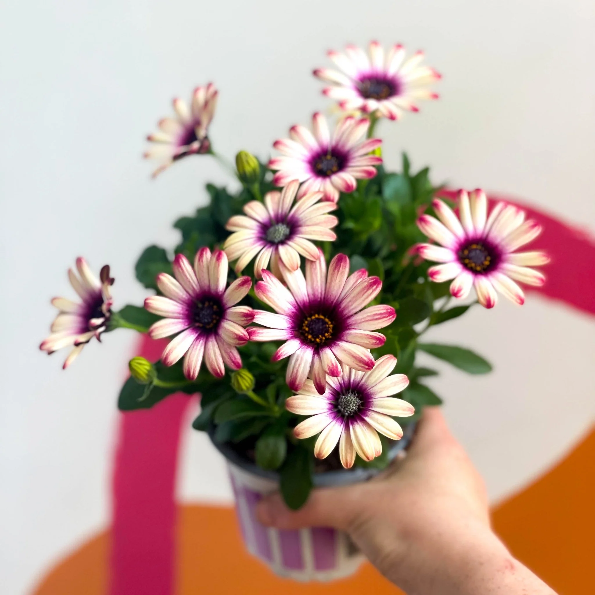 Osteospermum 'Flower Power Special'