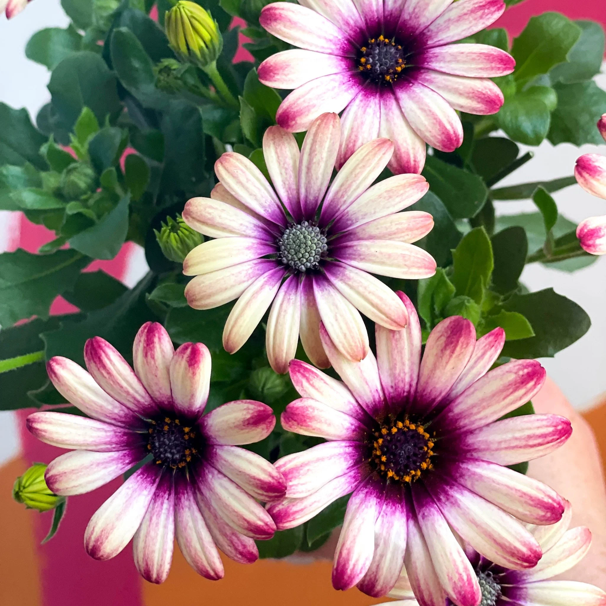 Osteospermum 'Flower Power Special' - Image 2