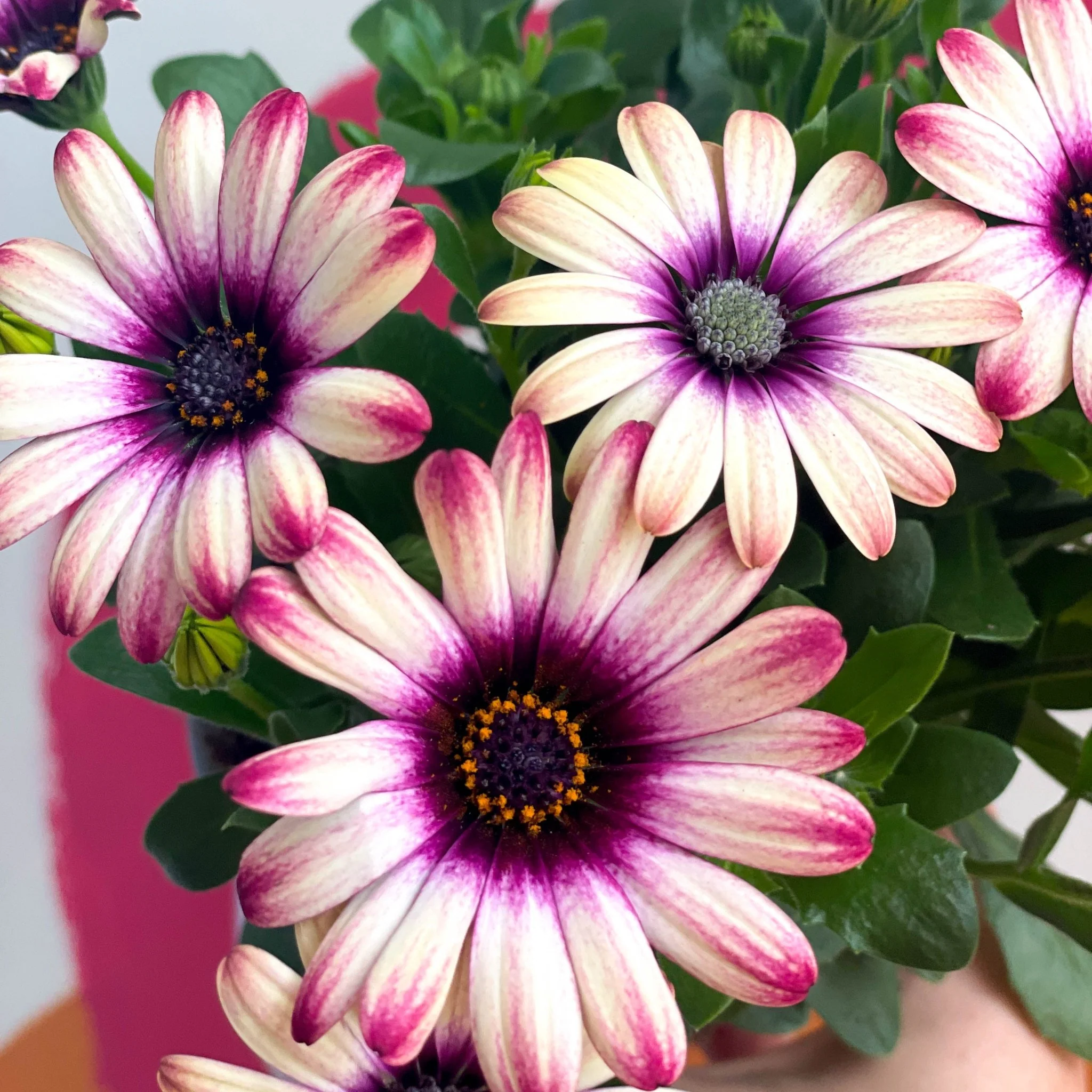 Osteospermum 'Flower Power Special' - Image 3