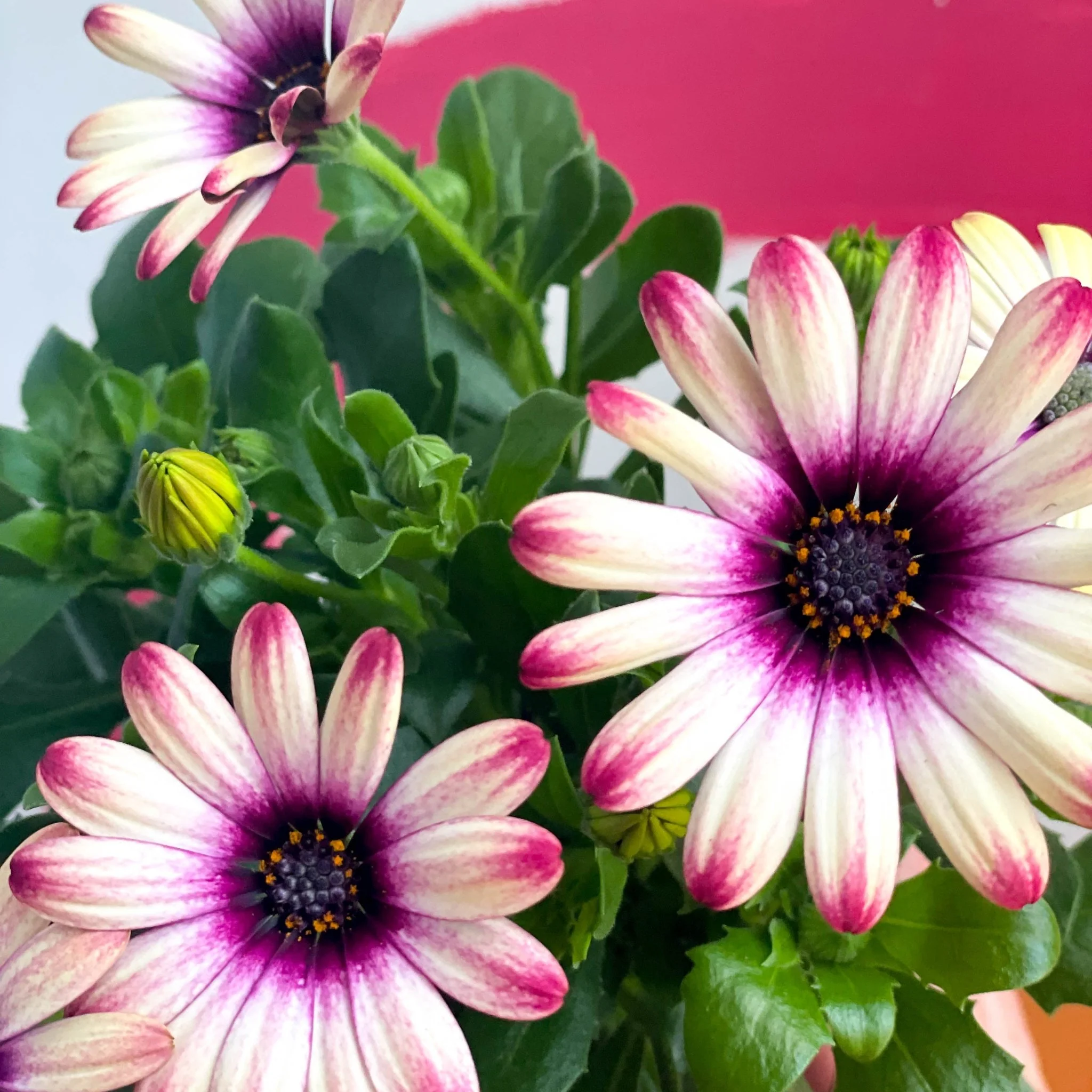 Osteospermum 'Flower Power Special' - Image 4