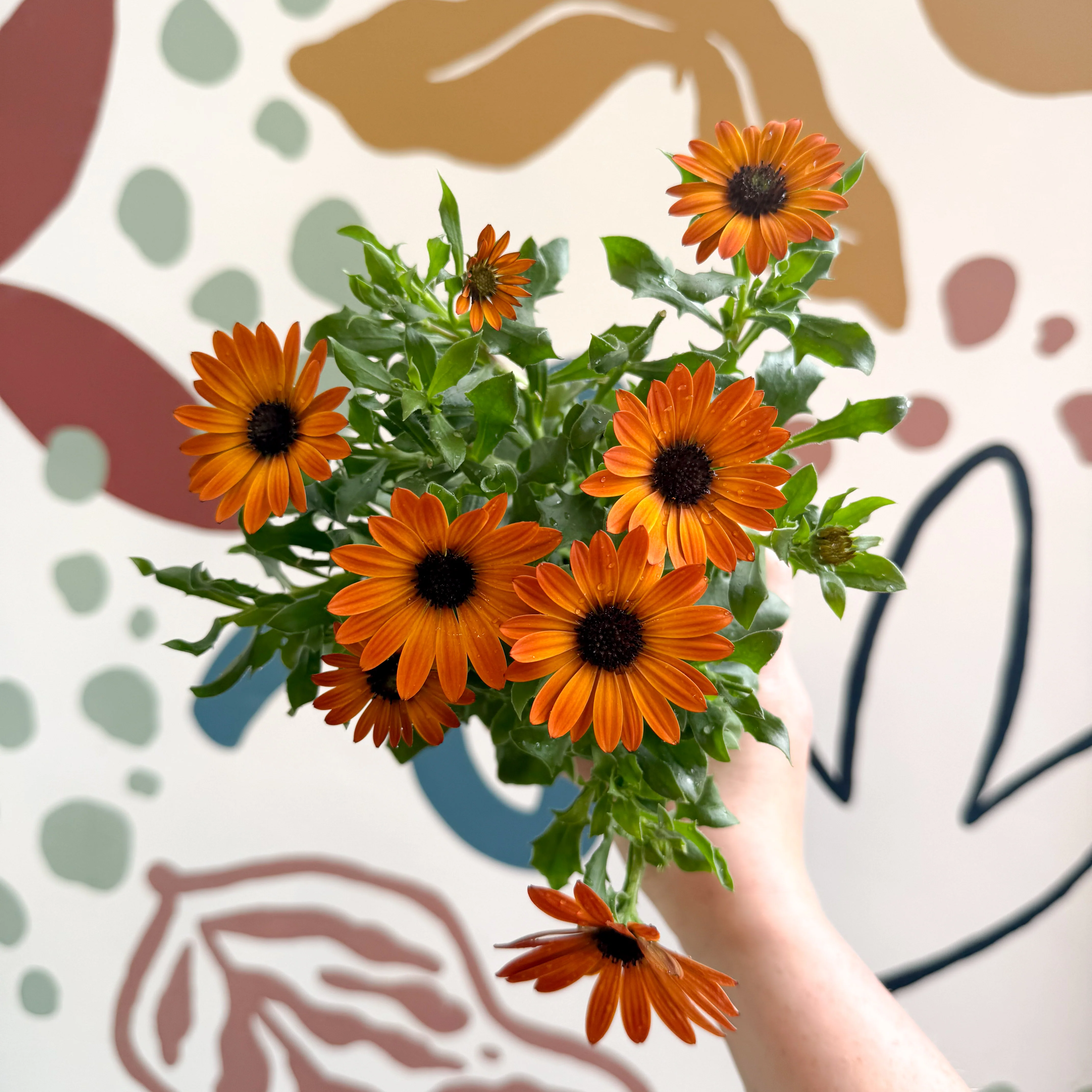 Osteospermum - Orange African Daisy - Image 3