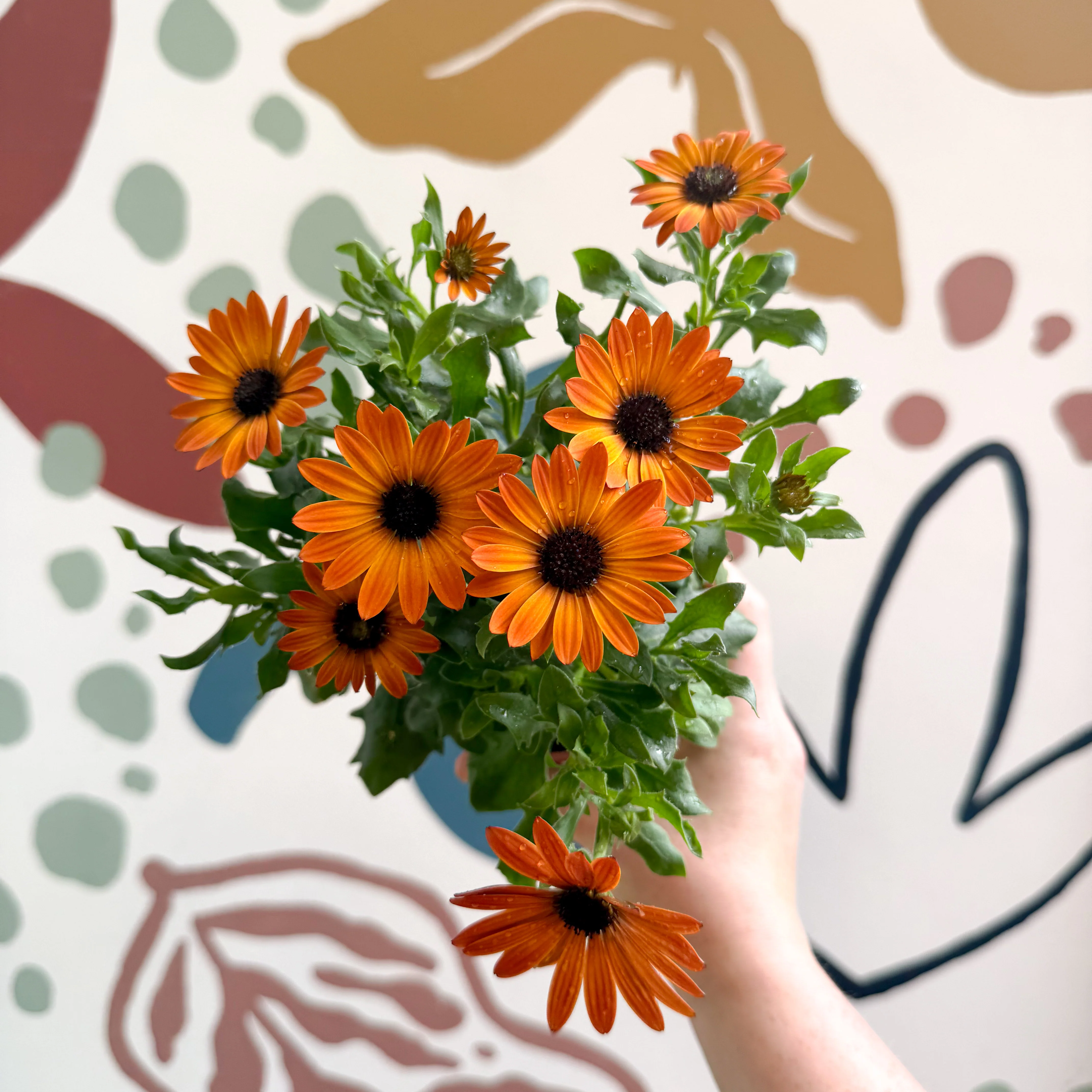 Osteospermum - Orange African Daisy - Image 4