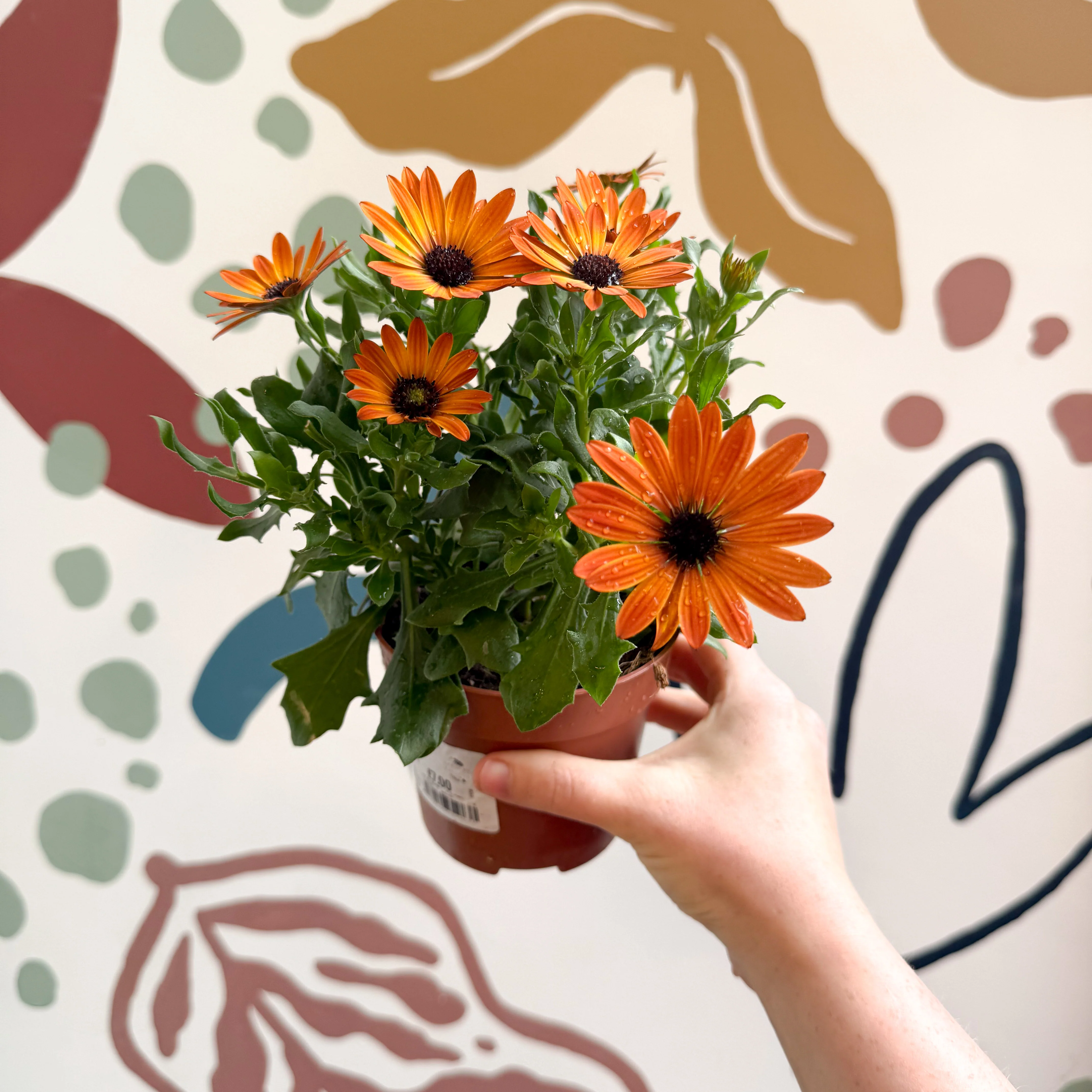Osteospermum - Orange African Daisy - Image 5