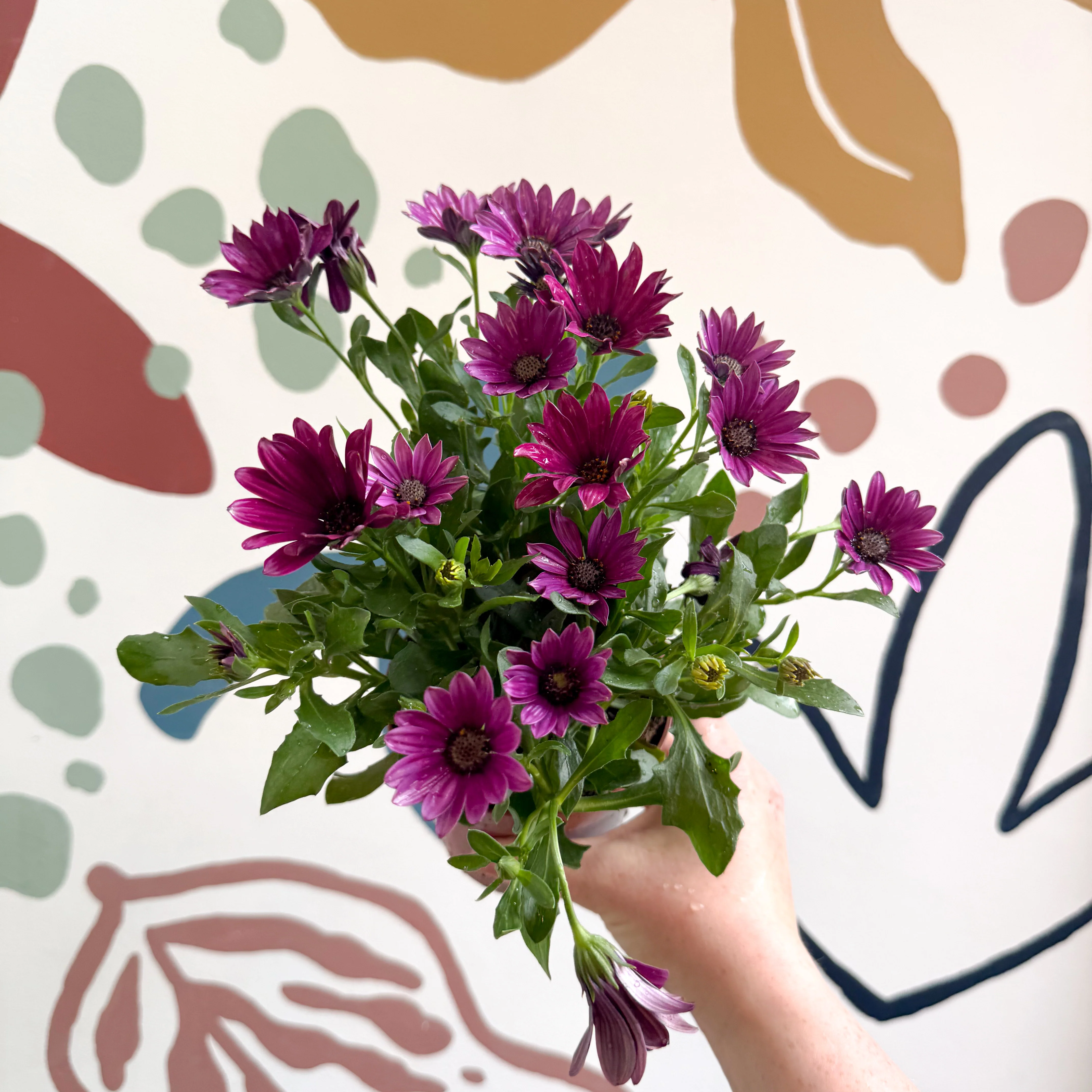 Osteospermum - Pink African Daisy - Image 3
