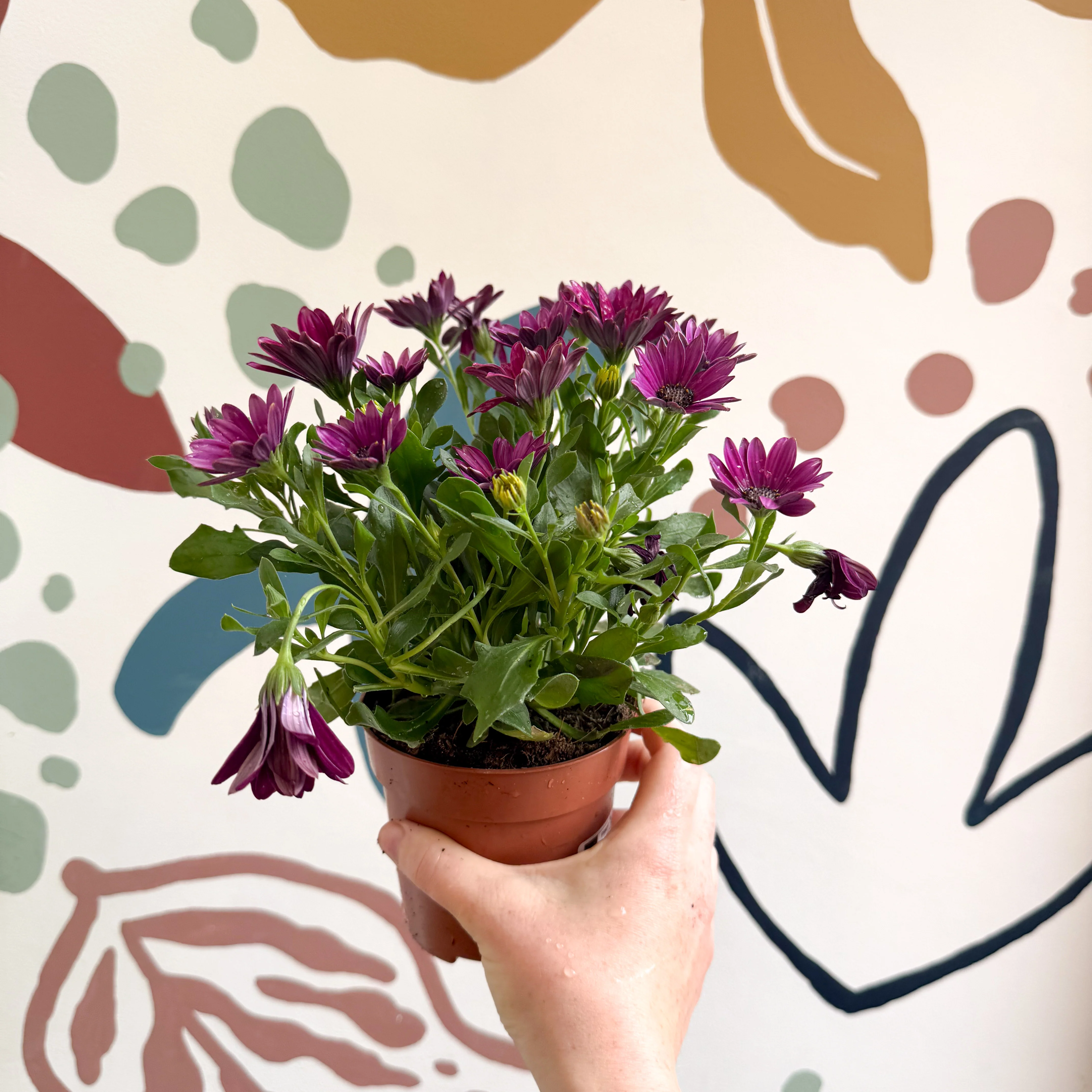 Osteospermum - Pink African Daisy - Image 4