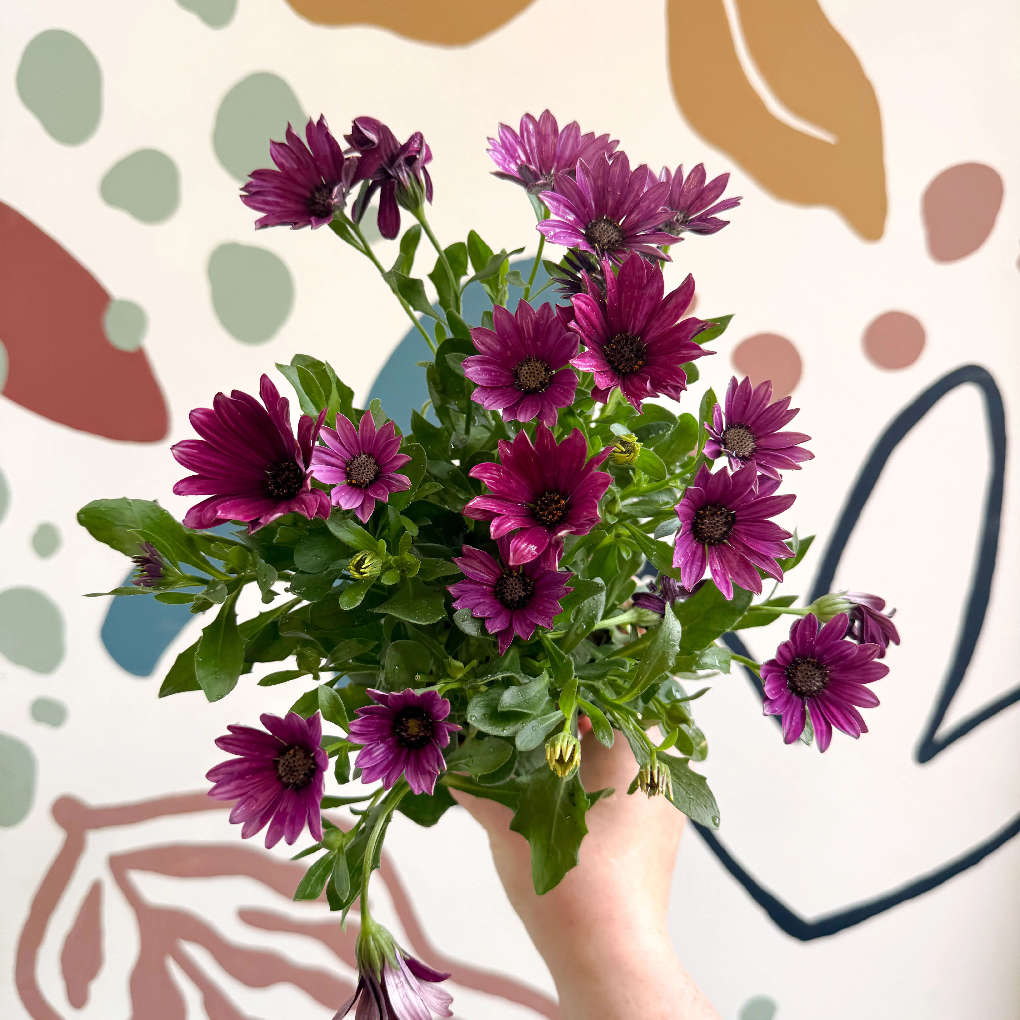 Osteospermum - Pink African Daisy - Image 5