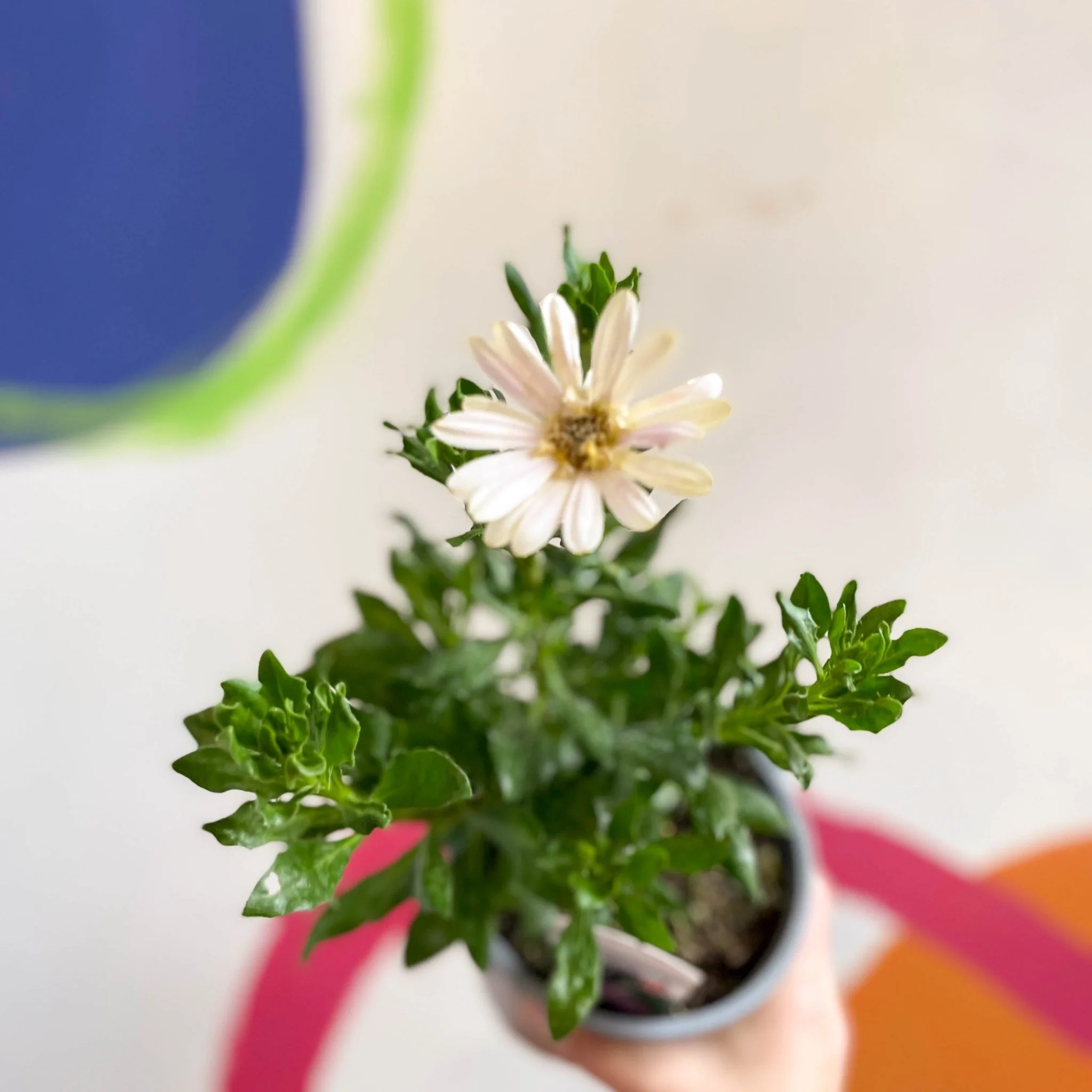 Osteospermum 'Senorita Double Pink' - British Grown
