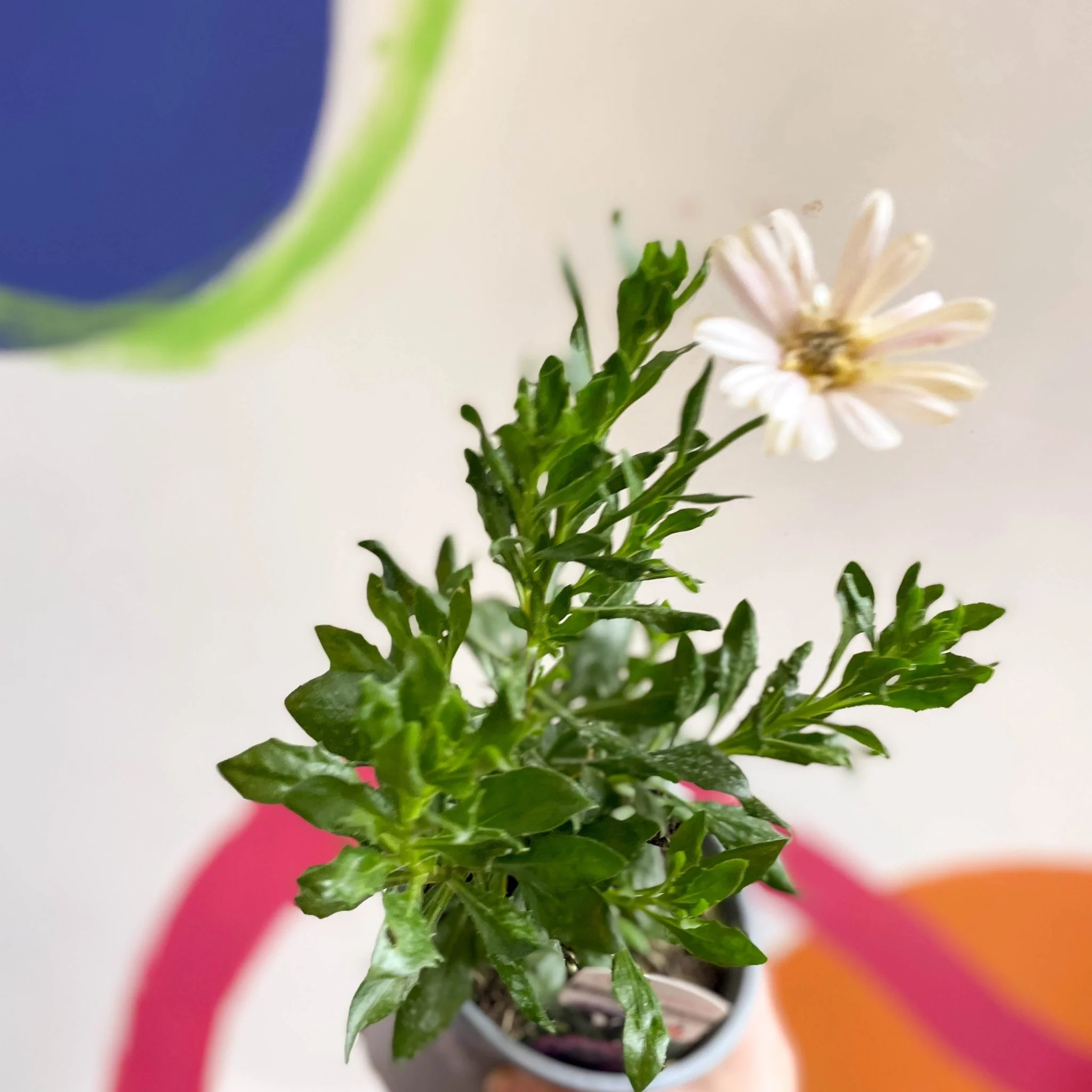 Osteospermum 'Senorita Double Pink' - British Grown - Image 2