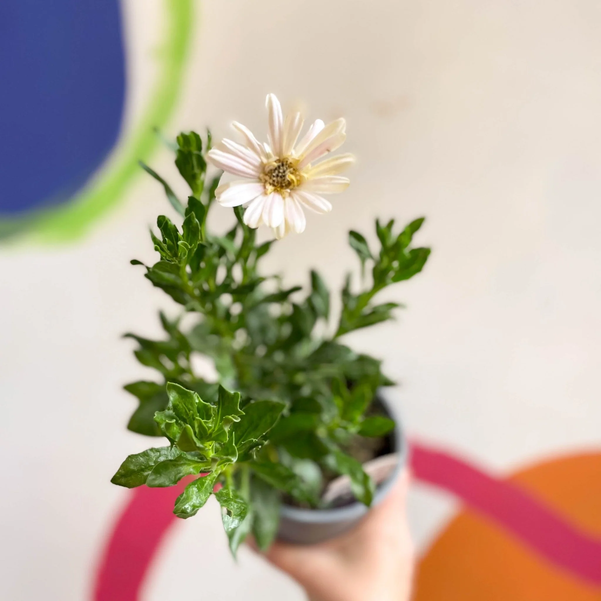 Osteospermum 'Senorita Double Pink' - British Grown - Image 3
